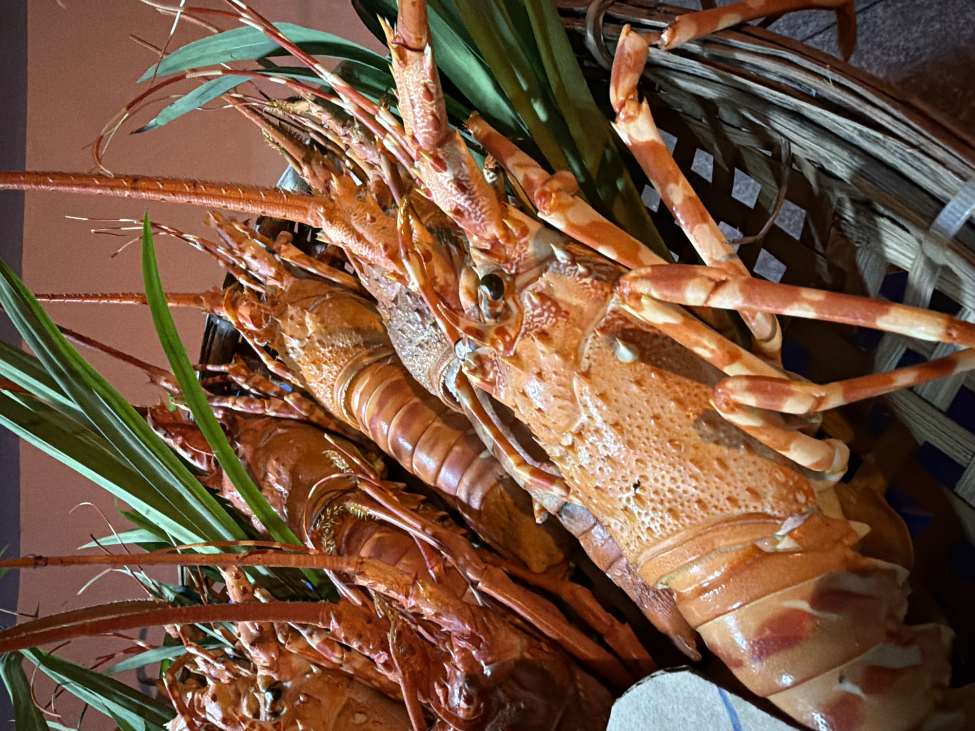 A close-up shot showcases a basket overflowing with several freshly cooked lobsters and spiny lobsters, arranged artistically with long green leaves. The lobsters are a vibrant orange-red, with some featuring distinct white and pink stripes on their legs and tails. The basket itself appears to be made of woven bamboo or reeds. The lighting suggests an indoor setting, possibly a restaurant. This presentation is characteristic of seafood establishments in Nha Trang, Vietnam, a city renowned for its abundant fresh seafood, often displayed in such manner to attract diners.