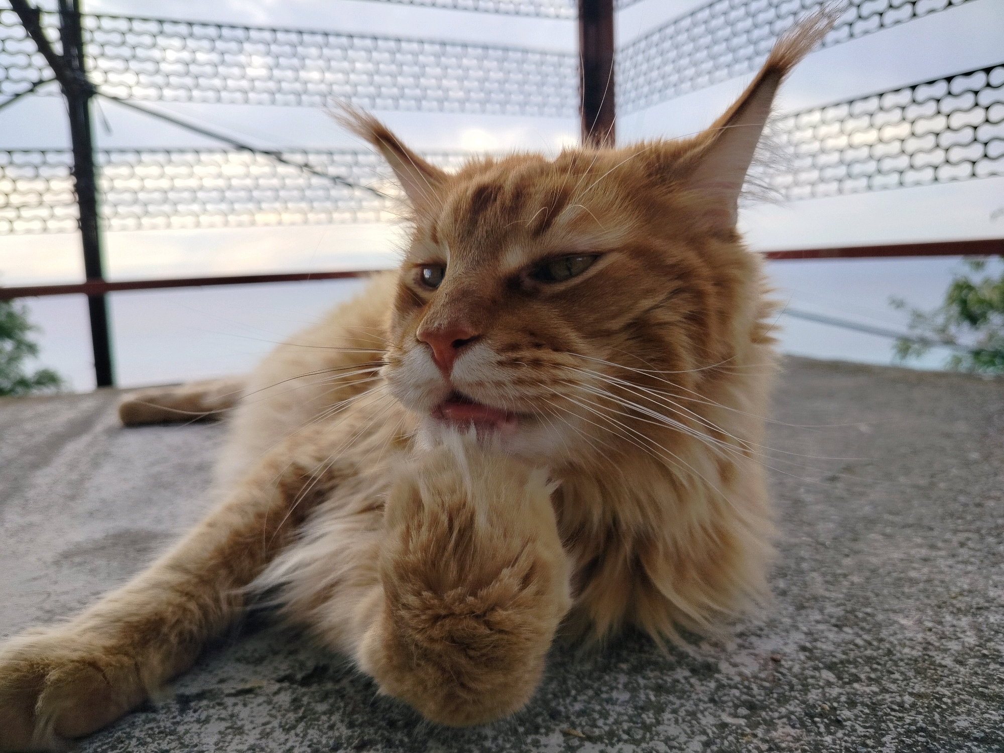 A close-up, eye-level shot focuses on a fluffy, ginger-colored cat lying on a textured gray surface. The cat is facing left, with its head turned slightly towards the camera. Its left paw is raised and resting near its mouth. The cat has pointed ears with tufts of fur, green eyes, and a pink nose. Its mouth is slightly open, revealing its tongue. In the background, a metal grate structure is visible against a cloudy sky. Some green foliage can be seen to the right of the cat. The setting appears to be outdoors, potentially on a balcony or rooftop.