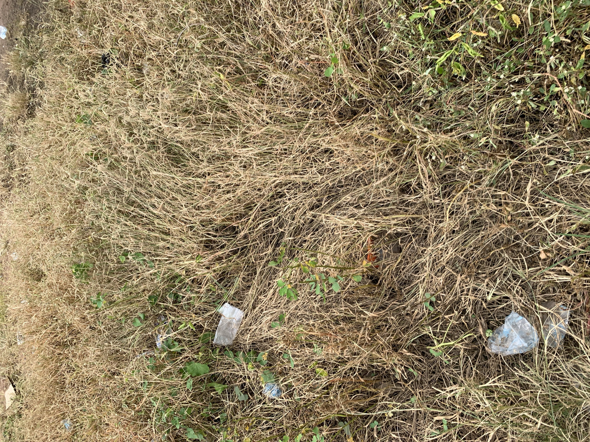 This media file captures a close-up, top-down view of dry, tan-colored grass mixed with some patches of green vegetation and a few scattered pieces of litter. The scene is one of an outdoor environment, likely a natural area or a neglected patch of ground, given the abundance of dry grass and the presence of plastic waste.
The primary subjects are the natural elements of dry grass and sparse green plants, interspersed with visible man-made objects. These objects include at least three discernible pieces of translucent plastic waste, one white and two with a bluish tint. There are no people or animals visible in the frame.
The activity, or rather the state, captured is one of stillness and apparent neglect. The dry grass suggests a period of drought or a natural cycle of growth and decay, while the litter indicates human presence and a lack of upkeep in the area. The lighting appears natural, suggesting it was taken during daylight hours, with no specific time of day clearly indicated. The weather is not explicitly depicted, but the dry grass hints at a potentially arid or dry climate.
Notable details include the texture of the dry grass, which appears dense and tangled, with individual blades clearly defined. The green vegetation offers small splashes of color against the dominant tan and brown hues. The plastic waste, though small in the overall frame, stands out due to its unnatural appearance in this setting. There is no visible text in the media file. The location context of Wukari, Nigeria, suggests this scene is situated in that geographical region, contributing to the interpretation of the environmental conditions.