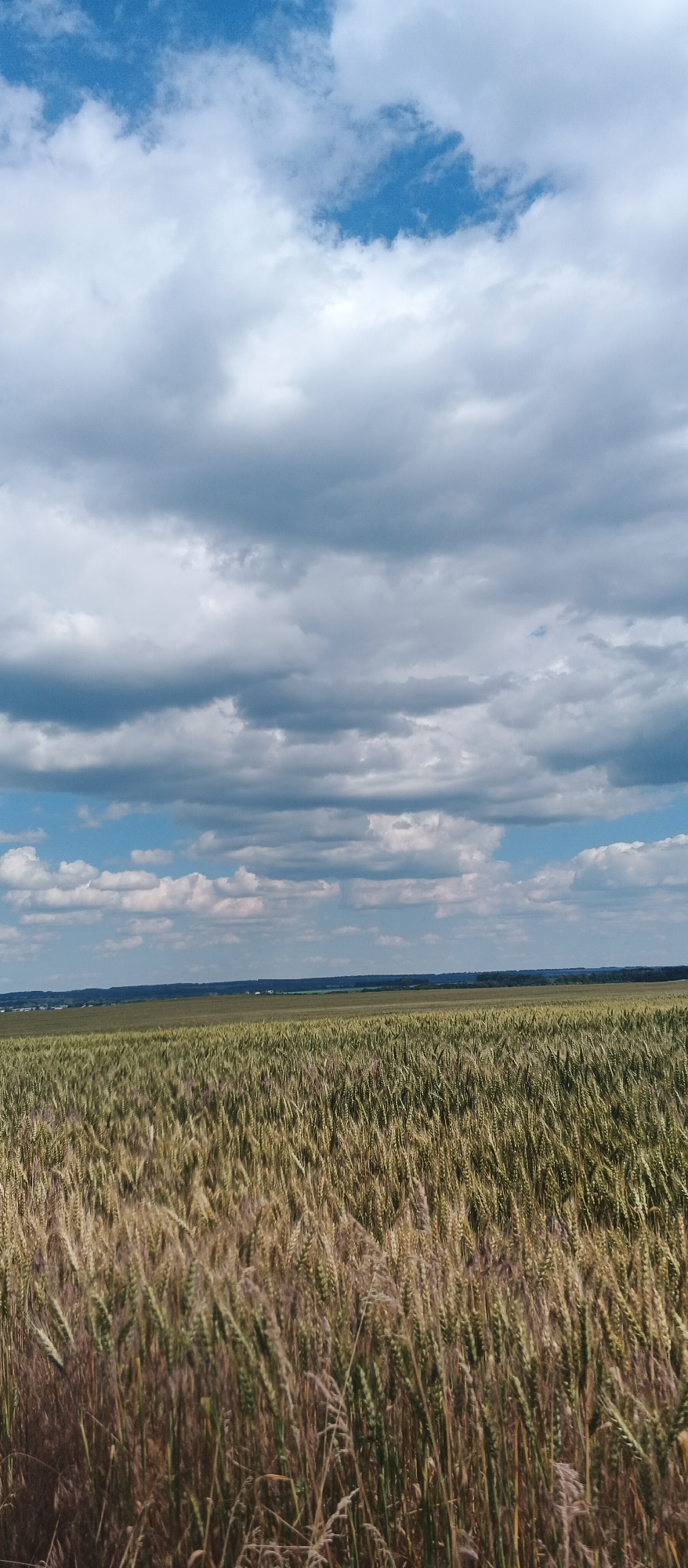 The image depicts a wide, horizontal view of a wheat field under a partly cloudy sky. The foreground is dominated by mature wheat stalks, exhibiting a mix of green and golden hues, indicating readiness for harvest. The stalks are densely packed, creating a textured surface that recedes into the distance.
Beyond the wheat field, a subtle horizon line is visible, featuring a strip of green land that appears to be undulating or gently rolling hills. Further in the distance, dark green trees form a line, suggesting a forest or a treeline marking the edge of the cultivated land. Small, indistinct structures, possibly buildings or farmhouses, can be observed scattered along this distant treeline.
The sky occupies the upper half of the image and is characterized by a dynamic display of clouds. Large, dramatic cumulus clouds, varying in color from bright white to deep gray, are interspersed with patches of clear blue sky. These clouds suggest a potentially changing weather pattern. The lighting appears to be natural daylight, with the sun casting shadows that highlight the textures of the wheat and the depth of the clouds.
The scene is characteristic of rural agricultural landscapes and conveys a sense of natural openness. The location is identified as being in Mala Smilyanka, Ukraine.