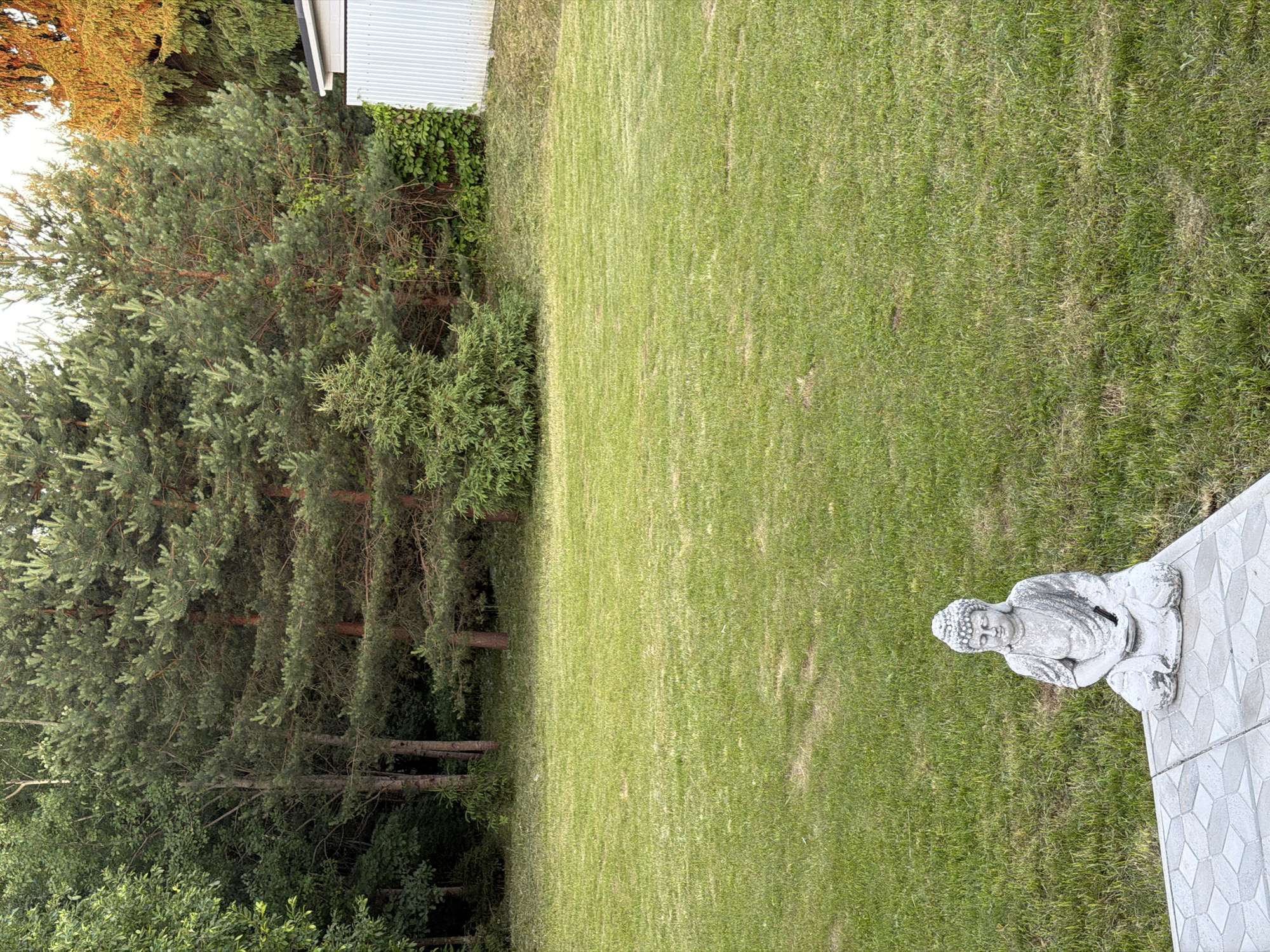 The image depicts a backyard scene in Алешкино Дп, Russia. A small, weathered stone statue of Buddha is positioned on a tiled patio in the foreground. The statue is seated in a meditative pose, with its hands resting in its lap. The patio itself is made of light-colored hexagonal tiles. Beyond the patio, a large expanse of mowed green grass dominates the middle ground. In the background, a dense line of tall pine trees and other deciduous trees forms a natural boundary. To the right, a section of a white corrugated metal structure, likely part of a shed or outbuilding, is visible. The overall impression is one of a serene, natural setting.