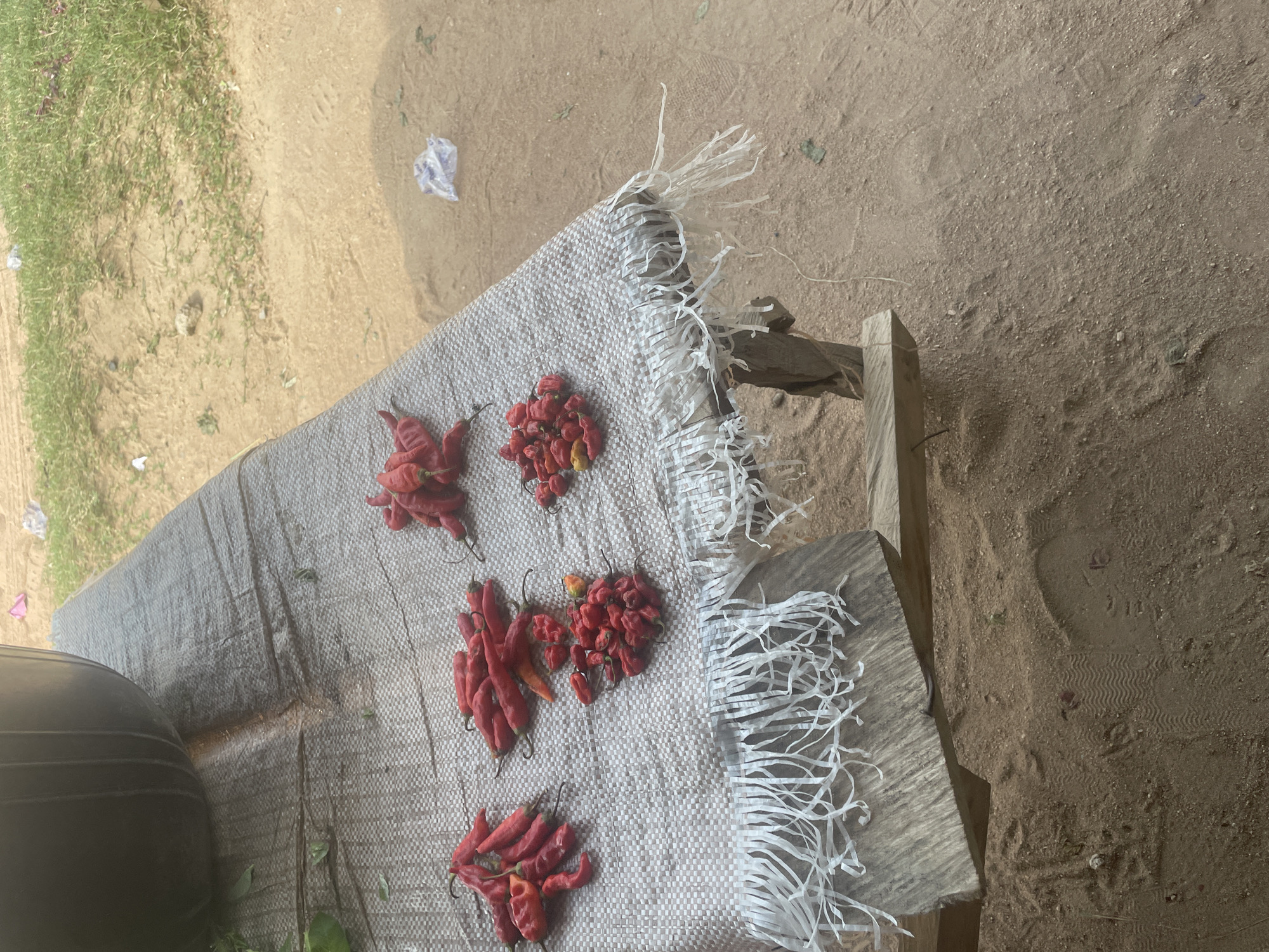 This image depicts a still life of dried chili peppers laid out on a woven mat. The peppers are predominantly red, with some appearing to be wrinkled and shriveled, indicating they are dried. They are arranged in small clusters and scattered across the mat. The mat itself is placed on a wooden surface, possibly a table or bench, which is set against a backdrop of sandy ground with some sparse green vegetation. The scene appears to be outdoors, possibly in a market or a rural setting in Jalingo, Nigeria. There are no people visible in the image. The lighting suggests it is daytime, and the overall impression is one of rural simplicity and the preparation or display of produce. A black, round object, possibly a pot or container, is partially visible on the left side of the image. The edge of the mat has frayed white plastic strips hanging down. The sandy ground shows some footprints.