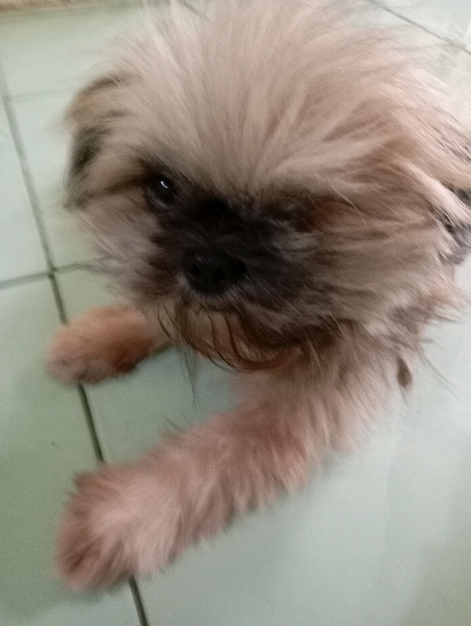 An extremely close-up, shallow depth of field shot shows a light brown, fluffy Shih Tzu dog lying down on a light green tiled floor. The dog's face is mostly obscured by its fur, with only one dark eye visible. Its front paw is visible, resting on the tile. The background is out of focus. This image was taken in Balikpapan, Indonesia.