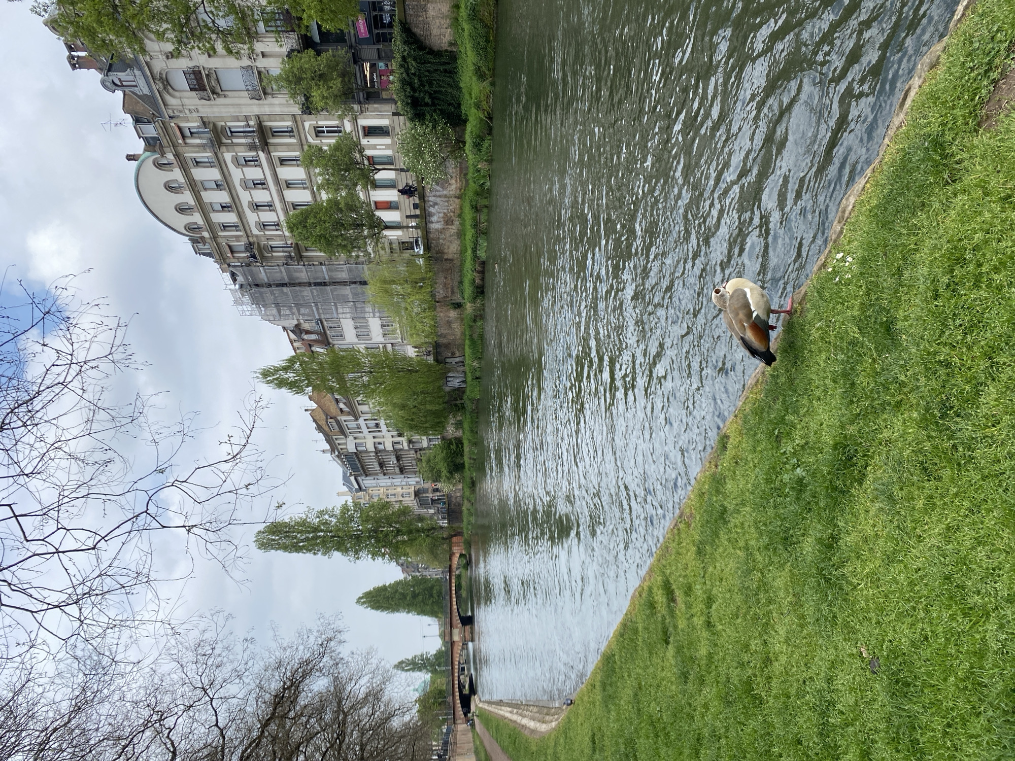 The image depicts a view along a canal in Strasbourg, France, with buildings lining one side and a grassy bank on the other. In the foreground, a single Egyptian goose stands at the water's edge on the green grass. The canal water is murky with reflections of the sky. Across the canal, multiple buildings are visible, including ones with scaffolding. Bare tree branches fill the lower left of the frame, suggesting early spring. Further down the canal, a bridge can be seen. The sky is overcast.