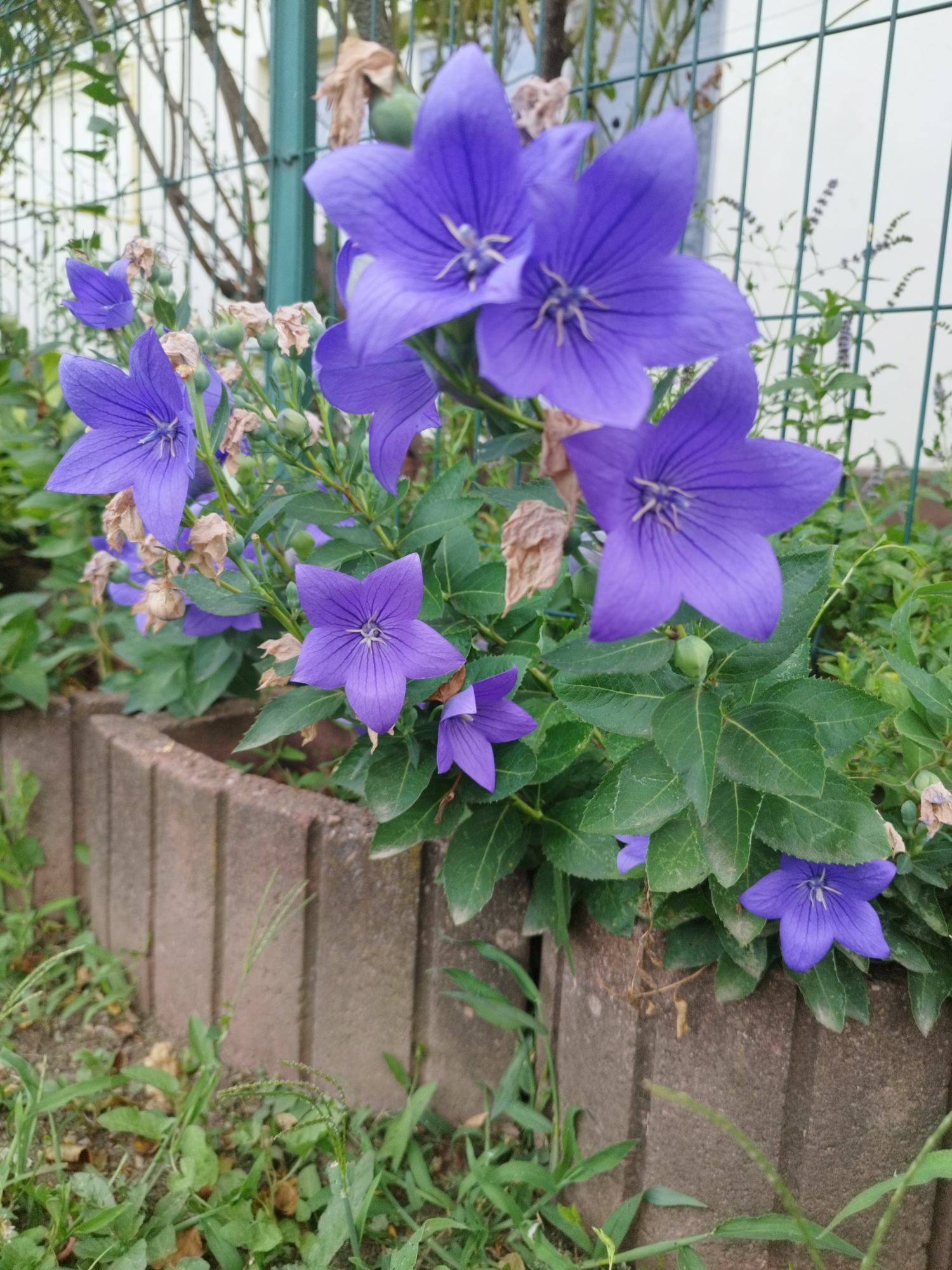 In Bucharest, Romania, a cluster of purple balloon flowers (Platycodon grandiflorus) are in bloom, their star-shaped petals a vibrant hue against a backdrop of green foliage. The flowers are growing in a garden bed, bordered by a low, concrete retaining wall. A green metal fence runs along the back of the garden, partially obscured by the plants. Some of the balloon flowers are fully open, while others are still in bud or have begun to wilt. The surrounding area is characterized by grass and fallen leaves, suggesting a natural or slightly unkempt garden setting. The lighting indicates it is daytime, possibly late afternoon due to the softness of the light. No people are present in the scene.