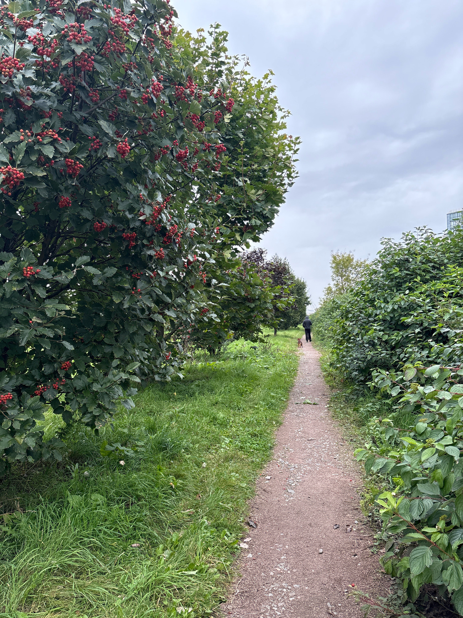 A person and a small dog walk along a gravel path in a park in Saint Petersburg, Russia. The path is bordered by lush green grass and dense foliage. On the left side of the path, a tree is laden with clusters of bright red berries. The sky is overcast with gray clouds, suggesting a cool, possibly damp day. In the distance, a modern building with a glass facade can be seen peeking through the trees, indicating the park is likely situated within or near an urban area.