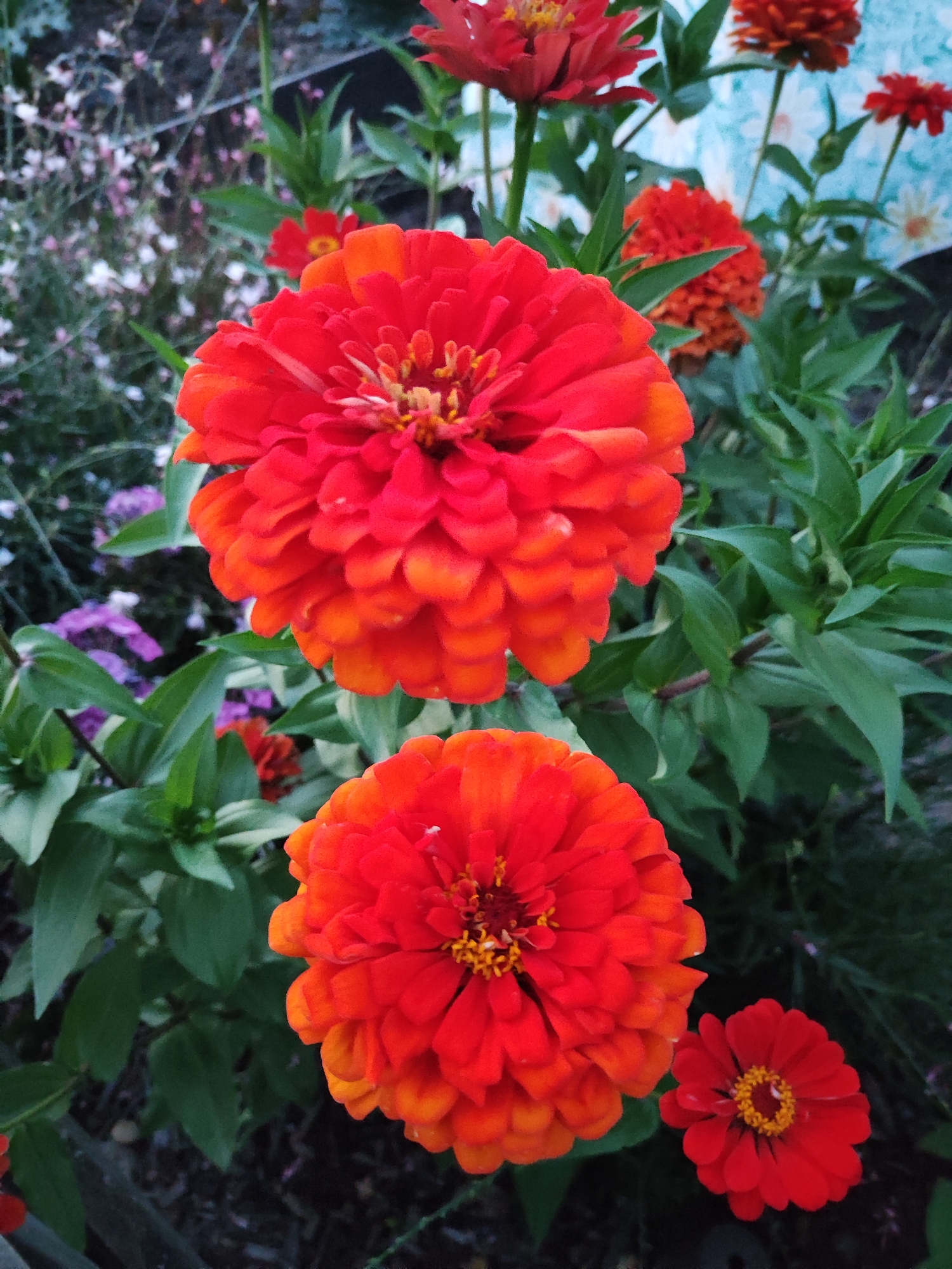 This is a close-up photograph of several red and orange zinnias blooming in a garden. The zinnias have layered petals with a gradient of color from deep red at the center to orange at the edges. The flowers are in focus, with the background appearing softly blurred. The leaves of the plants are a dark green. The image is taken in daylight. The location is a garden in Offenburg, Germany.