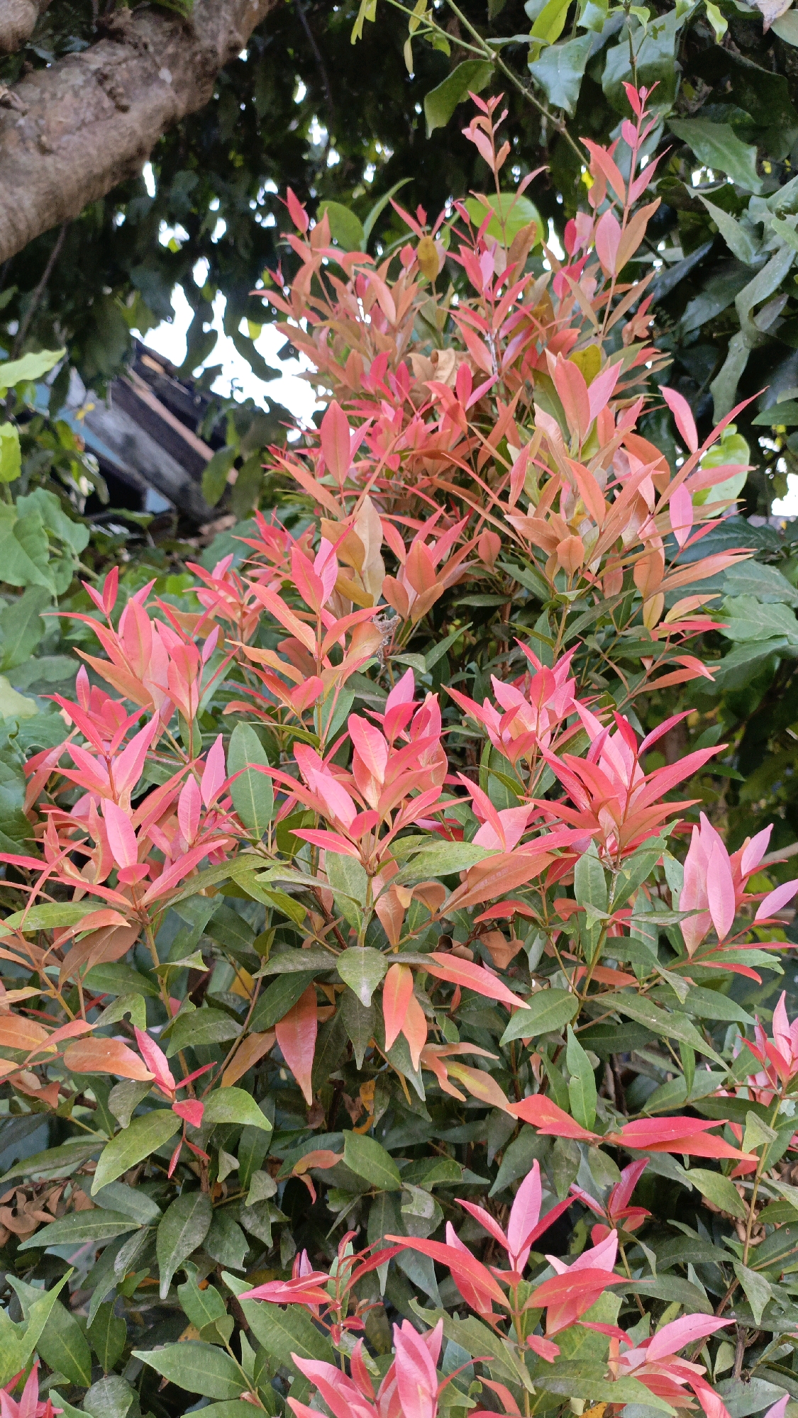 The image shows a close-up view of a plant with vibrant red and green leaves. The leaves are pointed and arranged in clusters along thin stems. The background is filled with other green foliage and a blurred tree trunk. The scene appears to be outdoors in a natural setting. The location is described as Salatiga, Indonesia, suggesting a tropical or subtropical environment. There are no people, animals, or man-made objects clearly visible in the frame, focusing entirely on the plant's foliage.