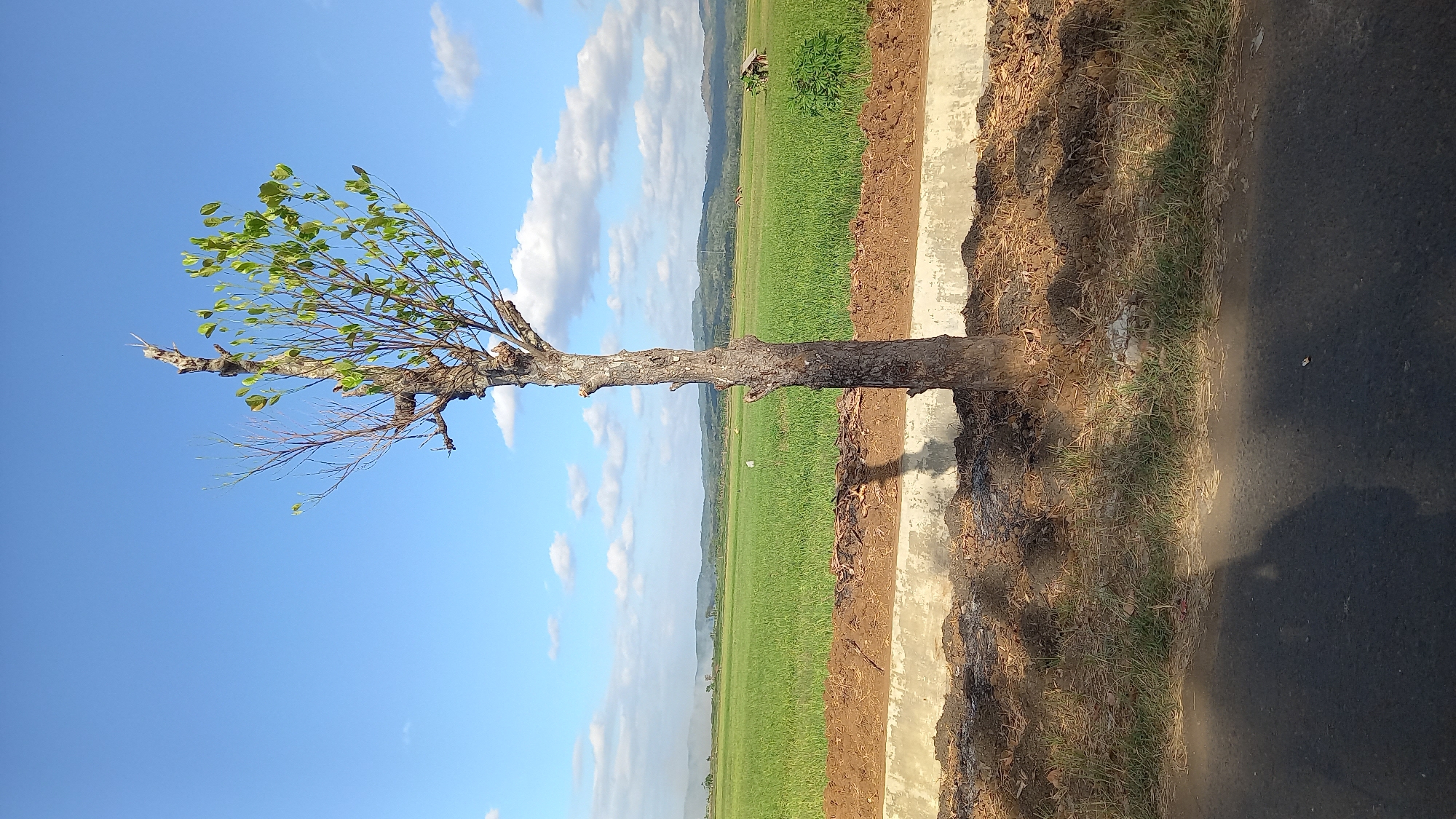 The image shows a lone tree with new green leaves on its right side and dead branches on its left, standing against a bright blue sky with scattered white clouds. The tree is positioned in the foreground, with its trunk and lower branches casting shadows on the ground. Behind the tree, there is a dirt mound with some dry leaves and grass, bordered by a concrete structure. Beyond this, a lush green field stretches out, possibly a rice paddy, with a few small structures and distant rolling hills. The overall scene depicts a rural landscape in Sidamulya, Indonesia, bathed in natural sunlight.