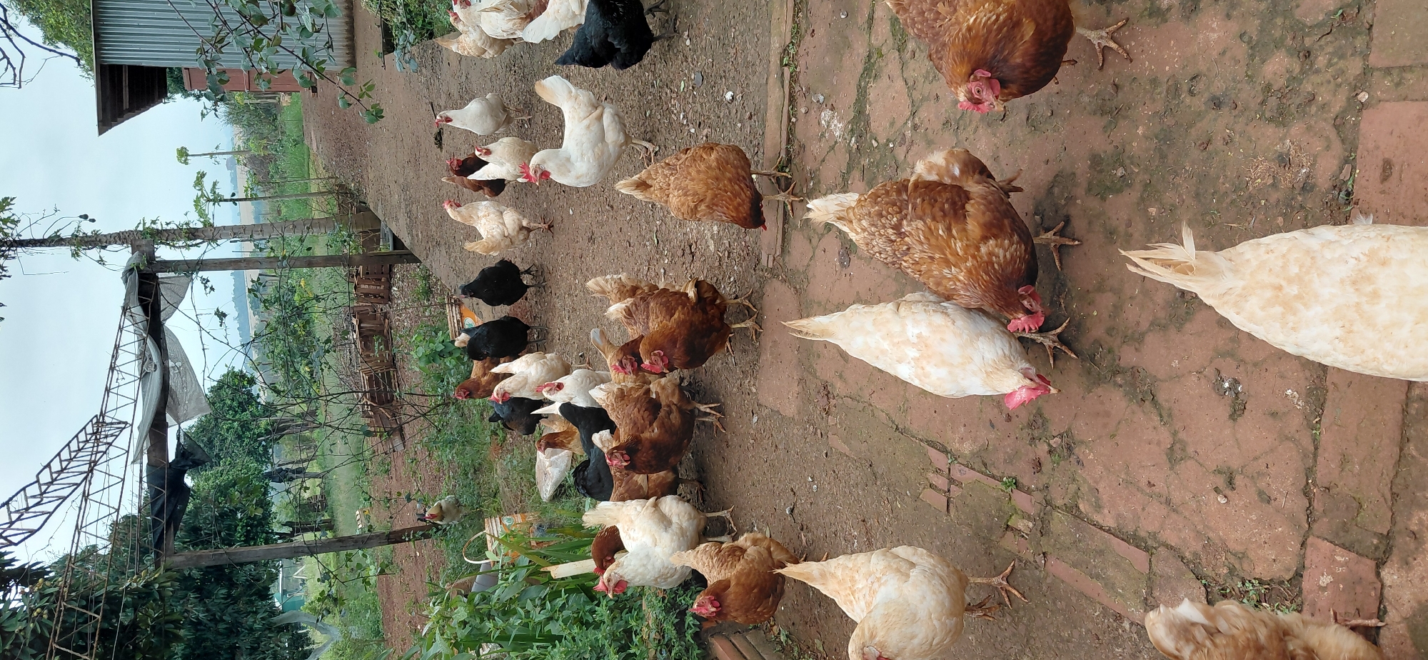 The image depicts an outdoor scene with a flock of chickens on a dirt and brick pathway. The chickens, of various breeds and colors including brown, white, and black, are scattered throughout the frame, with some pecking at the ground. In the background, there is a rustic shelter with a metal roof, wooden posts, and a covered area, likely a coop or enclosure. Vegetation, including trees and bushes, surrounds the area. Further in the distance, there are fields and a cloudy sky. The overall setting suggests a rural or semi-rural environment, possibly a farm or a residential property with livestock. The provided crops indicate a close-up view of the chickens and their immediate surroundings, highlighting details of their feathers, legs, and the ground texture. The lighting suggests it is daytime, with diffused light due to the cloudy sky. There are no people visible in the image. The scene is consistent with a property in Encarnación, Paraguay, given the presence of chickens and the typical rural or peri-urban landscape of the region.