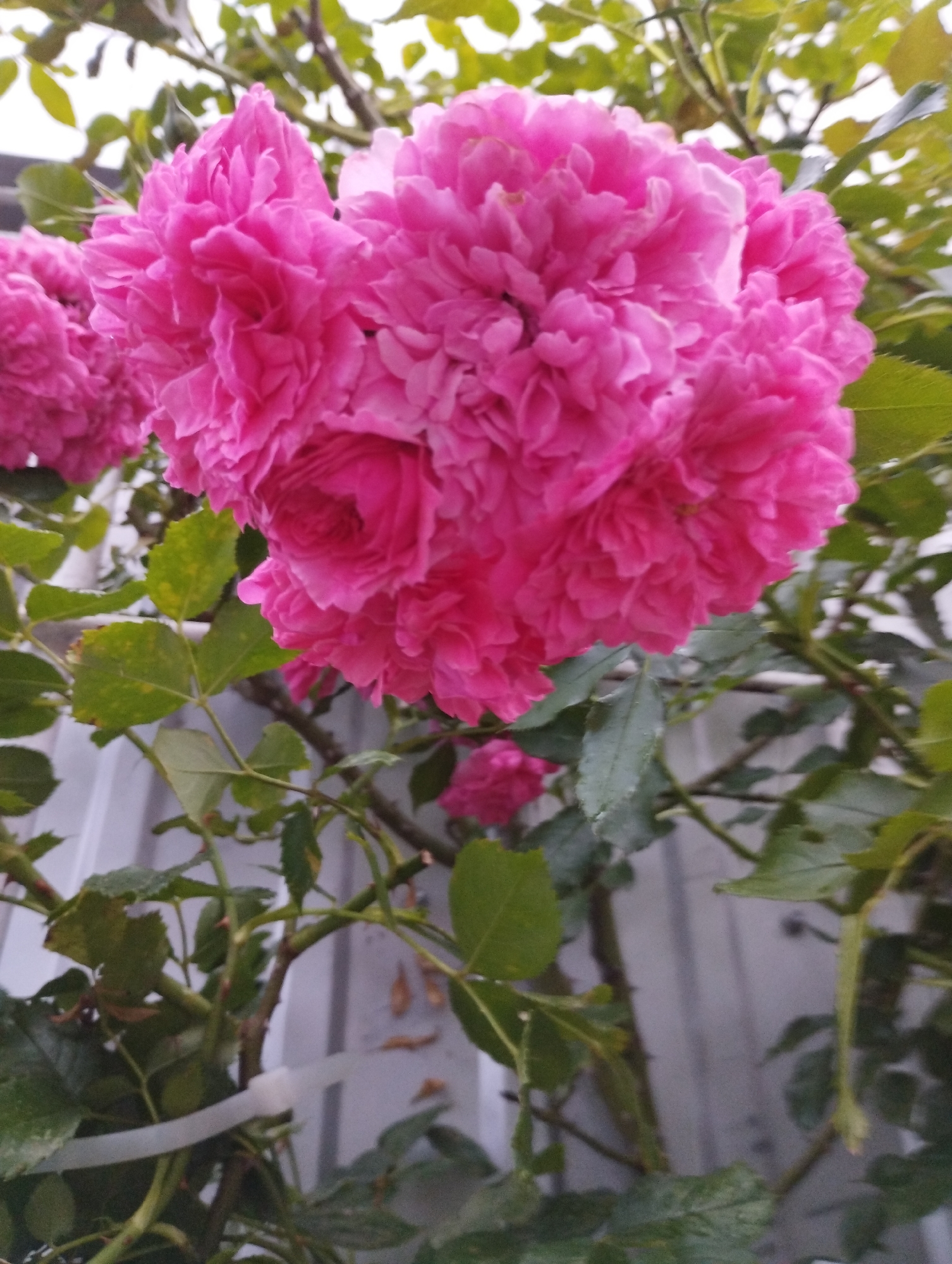 A cluster of vibrant pink roses is in full bloom, with multiple tightly packed petals creating a voluminous and textured appearance. The roses are attached to a thorny green stem with large, textured green leaves. The background is blurred, showing a pale grey, vertically paneled structure that appears to be a fence or wall, and some out-of-focus greenery. The image was taken from a low angle, looking upwards at the roses. The scene is located in Velykodolynske, Ukraine.