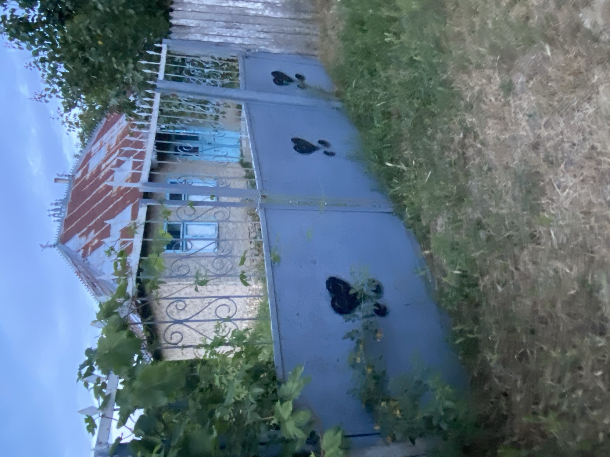 The image depicts a rural residential property in Horodca, Moldova. A light-colored house with a rusty, corrugated metal roof is visible behind a decorative wrought-iron fence. The house has two windows with light blue frames and a light blue door. In front of the house, there is a grey metal gate with several black heart-shaped designs painted on it. A wooden fence runs along the right side of the property. Lush green foliage, likely from trees and vines, partially obscures the house and fence on the left side. The ground in front of the gate is covered in grass and dry vegetation. The sky is overcast and appears to be either dawn or dusk. There are no people or animals visible in the image.