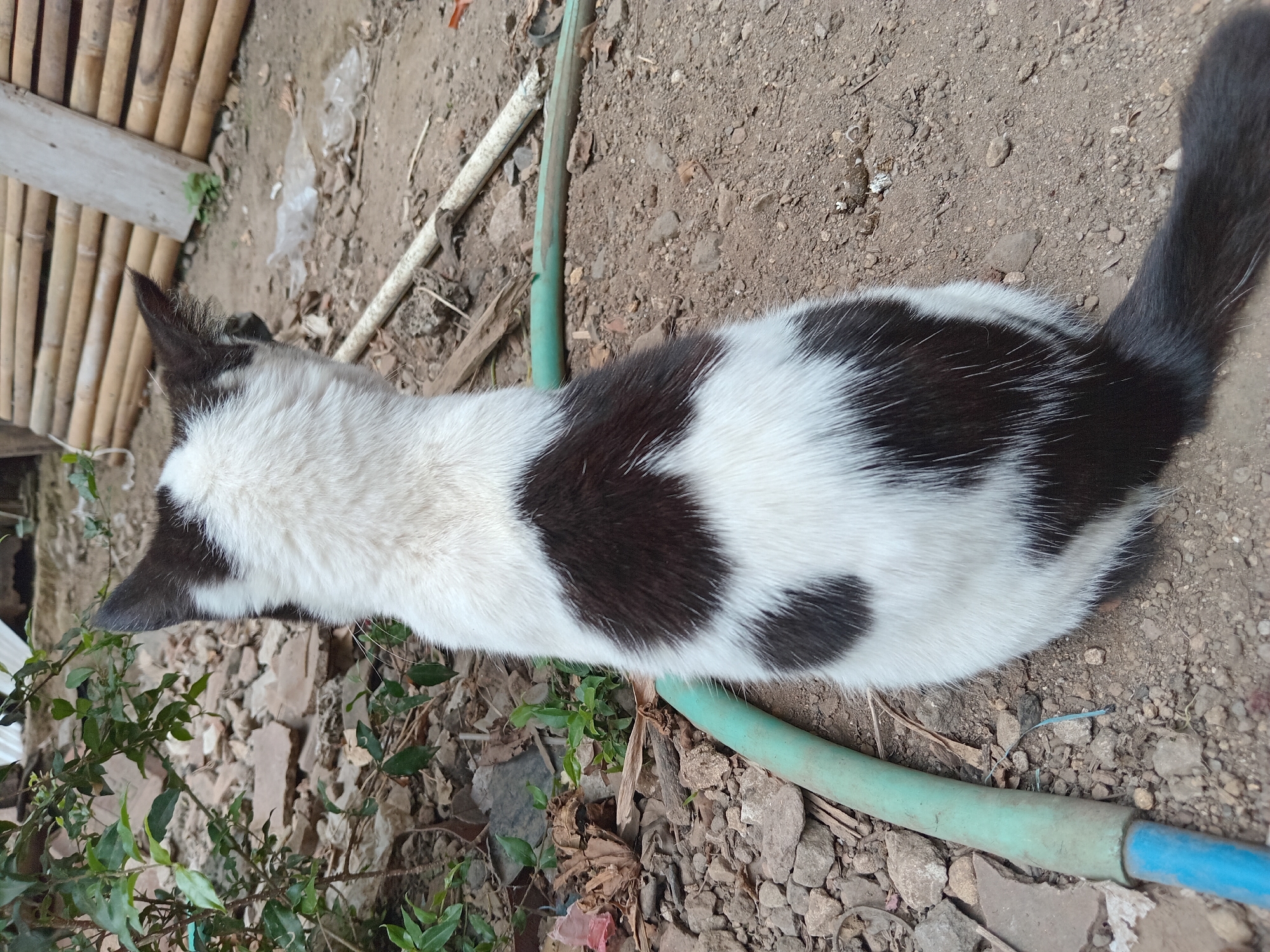 The image shows a black and white cat seen from behind, sitting on dry soil in an outdoor environment. The cat has distinct black patches on its white fur. To the left of the cat, there is a green garden hose with a blue connector. Behind the cat, there is sparse vegetation, rocks, and a bamboo fence. The ground is covered with dirt and small stones, with some dry leaves and plastic debris scattered around. The overall scene appears to be in a rural or semi-urban outdoor setting, likely a yard or alley. The location is identified as Claket, Indonesia.
