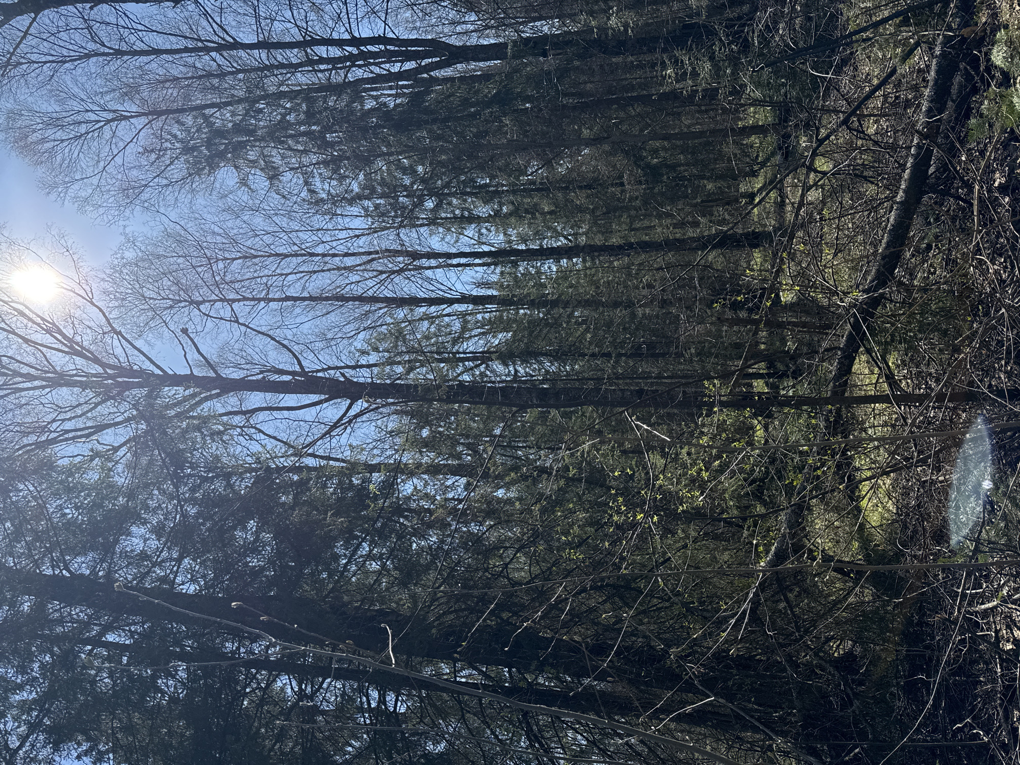 The image depicts a view looking upwards through a dense forest canopy against a bright blue sky with the sun visible in the upper left corner. The trees consist of both deciduous trees with bare branches and evergreen trees with dense foliage. The scene is likely located outdoors. There is no information in the image or supplied in the context that indicates the location is in Zhigalki, Russia.