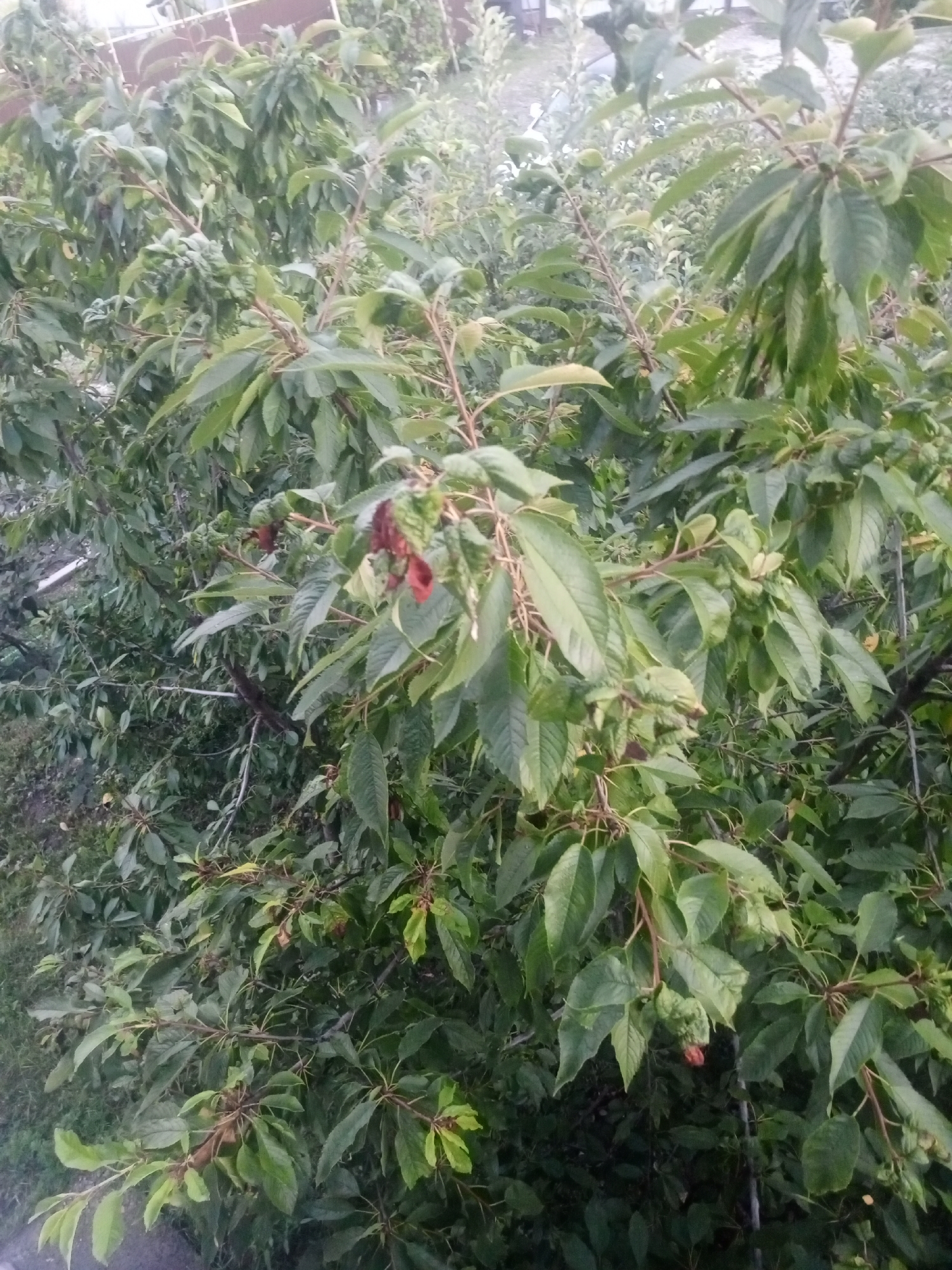 This image captures a dense cluster of trees with vibrant green foliage, characteristic of a natural or semi-natural environment. The branches are laden with leaves, suggesting a temperate climate, possibly during late spring or summer. The trees appear to be of moderate size, with thin, woody branches. In some areas, the leaves exhibit a slight wilting or browning, potentially indicating stress from environmental factors or the natural progression of the season. Amidst the leaves, several small, reddish-brown, bulbous growths are visible. These could be fruits, seed pods, or possibly galls, but their exact nature is not discernible from the image alone. The background is a blur of green and brown, indicating more vegetation and possibly the ground below. The lighting suggests an overcast day or a shaded area, as there are no harsh shadows. The overall impression is one of a lush, overgrown area, possibly a garden or a park, in Sovkhozny, Russia.