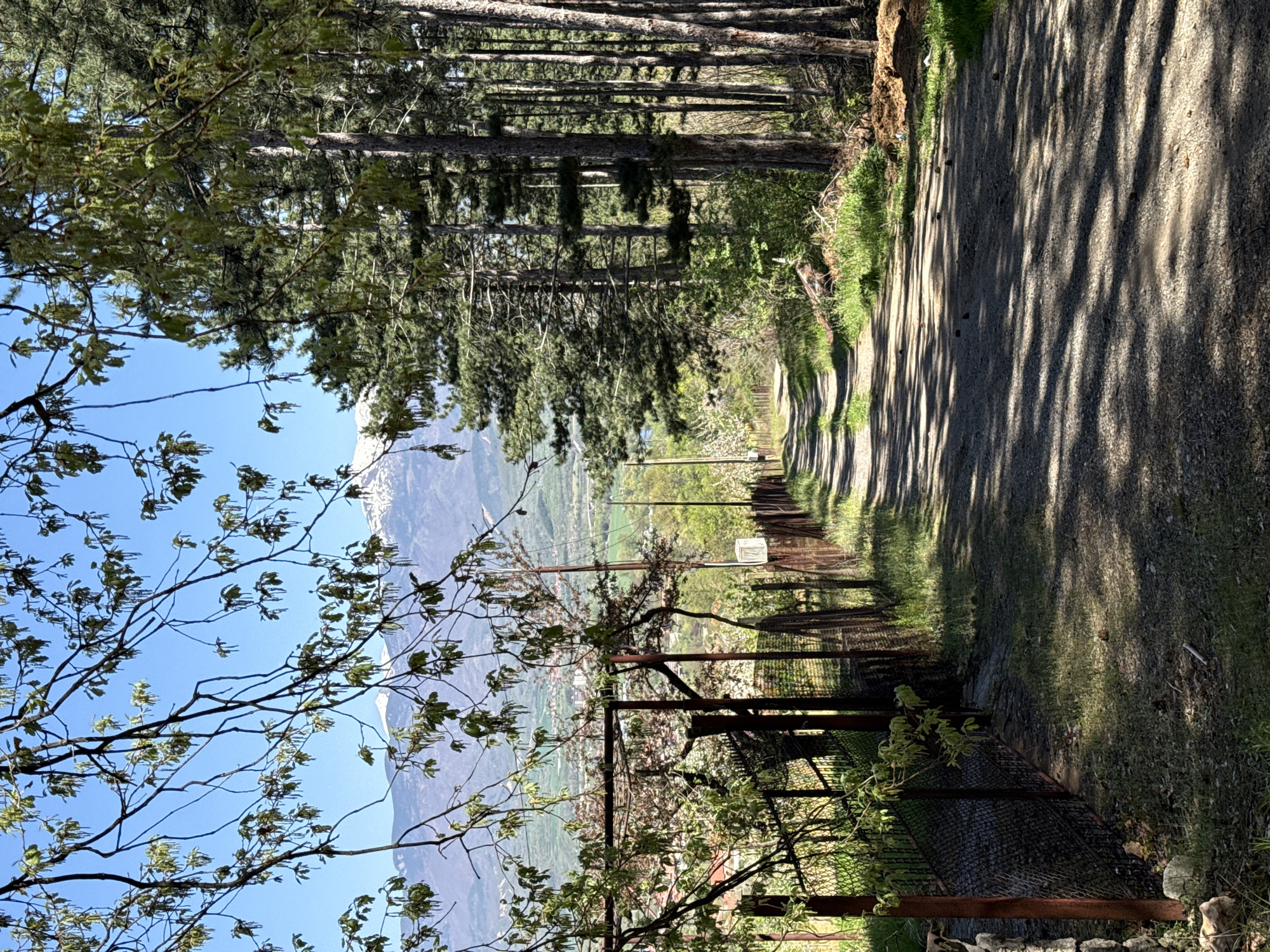 The image depicts a dirt road, lined with tall trees casting shadows across the surface, leading towards a valley with a distant mountain range. A metal fence runs alongside the road. In the foreground, tree branches with budding leaves reach into the frame. The scene is likely located near Boboshevo, Bulgaria, as the surrounding landscape is consistent with its geographical location. No people are visible.