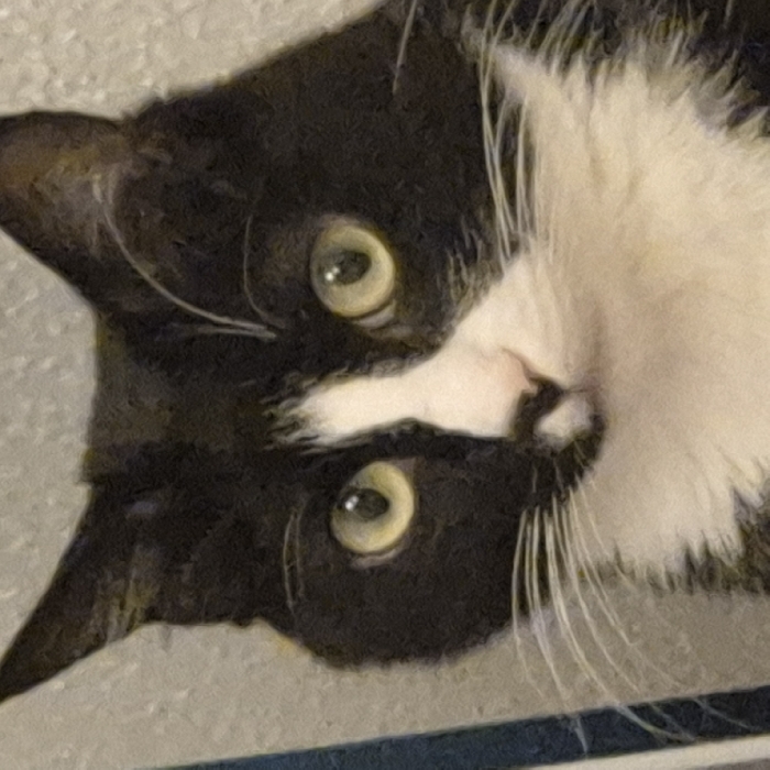 The image displays a close-up, headshot portrait of a domestic cat. The cat exhibits a tuxedo coat pattern, featuring black fur covering its head, ears, and parts of its face, sharply contrasted by a prominent white blaze extending down its muzzle, chin, and across its chest. Its eyes are a striking yellowish-green color with dilated pupils, fixed directly towards the viewer. Long, white whiskers protrude from its muzzle, which features a pink nose. The background is an out-of-focus, light grey, textured surface, suggesting an indoor environment. A vertical strip of dark blue material is partially visible on the far left edge of the frame. There are no visual cues within the image to determine its specific location as Strasbourg, France, or any other geographical area.