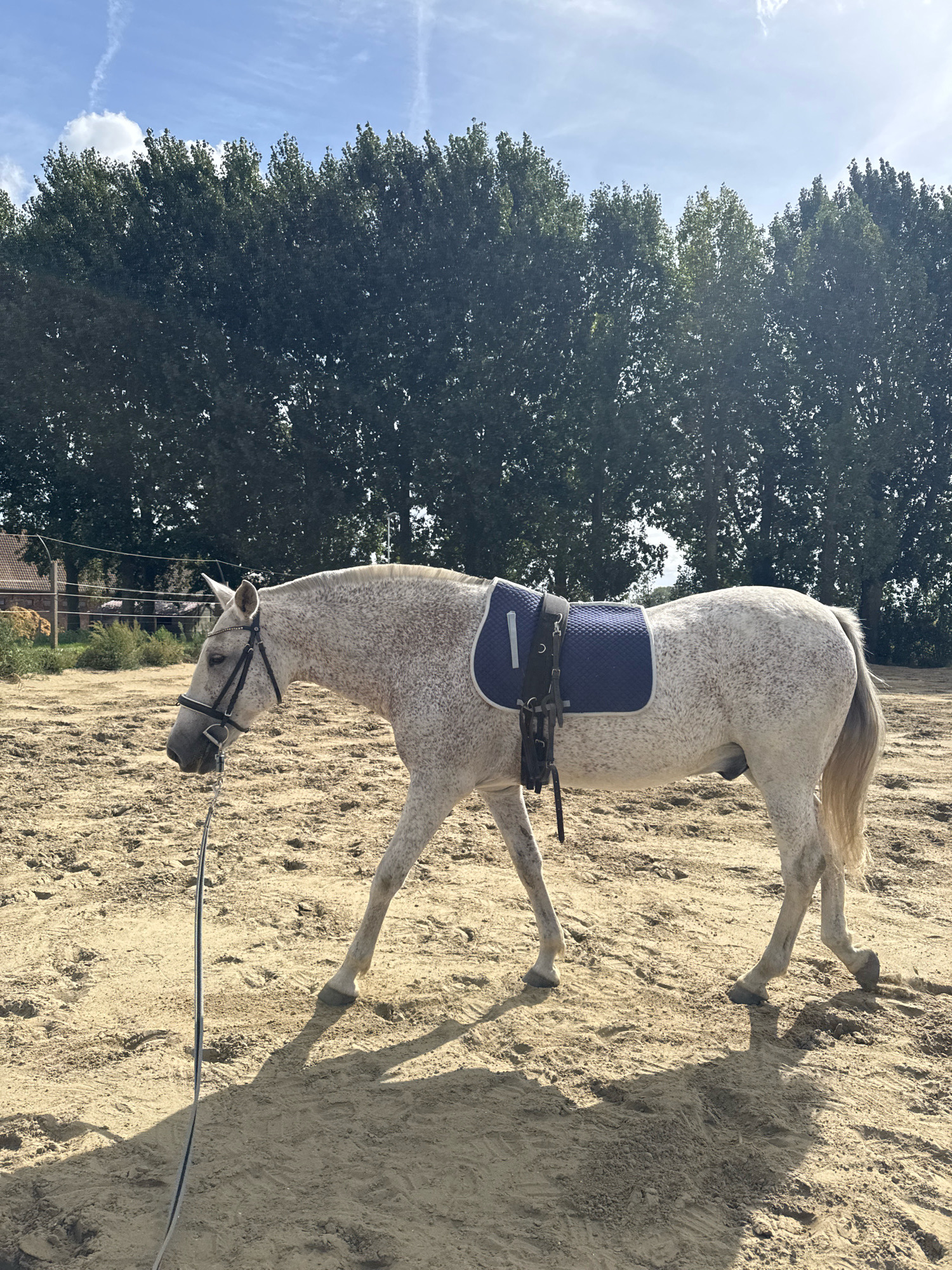 A dappled grey horse stands in a sandy arena, facing left. The horse is equipped with a bridle and a blue saddle pad with the number "1" on it. The arena is surrounded by trees, and in the background, a fence and a building are visible. The sky is blue with scattered clouds. The scene is located in Estaimpuis, Belgium, likely on a farm or equestrian facility. The lighting suggests it is daytime, with the sun casting shadows on the sand.