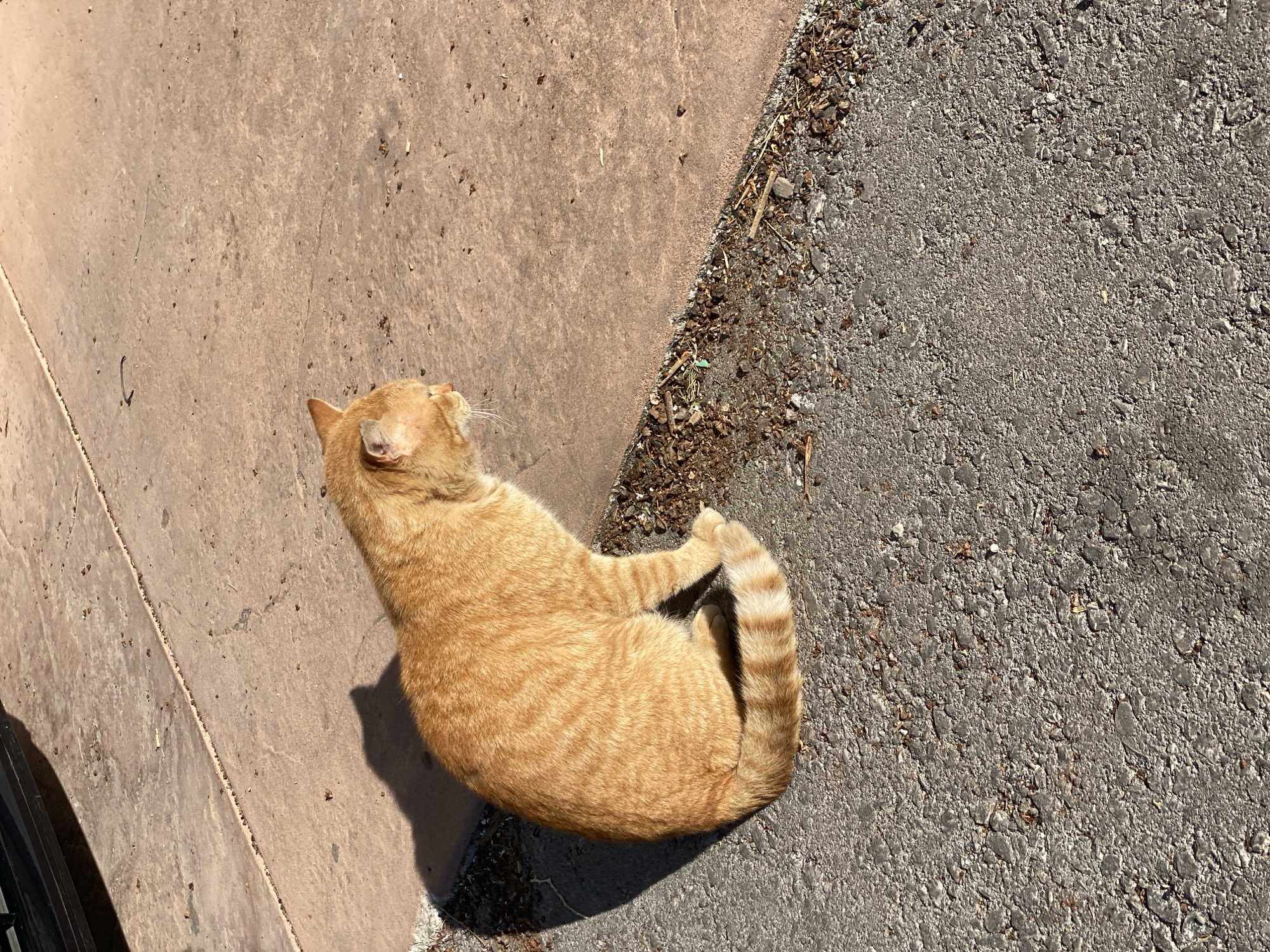 A ginger cat is curled up on the asphalt next to a concrete curb. The asphalt appears to be part of a road or parking area. The concrete curb separates the asphalt from a lighter-colored concrete surface. The cat is in the sun. The location is not identifiable as Budva, Montenegro.