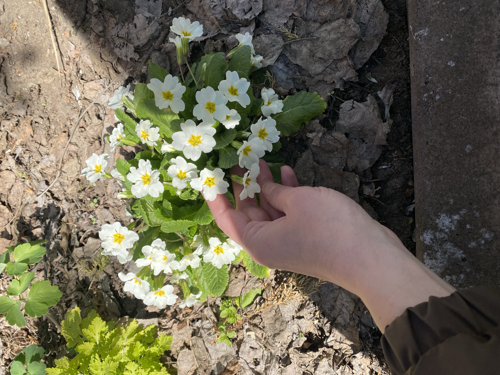 A close-up, high-angle shot shows a cluster of white primrose flowers with yellow centers surrounded by fallen leaves and other greenery in what appears to be an outdoor setting. A hand is reaching out to touch one of the flowers. A dark, cylindrical object is visible in the background on the right side of the frame. The location is Прикамский, Russia.