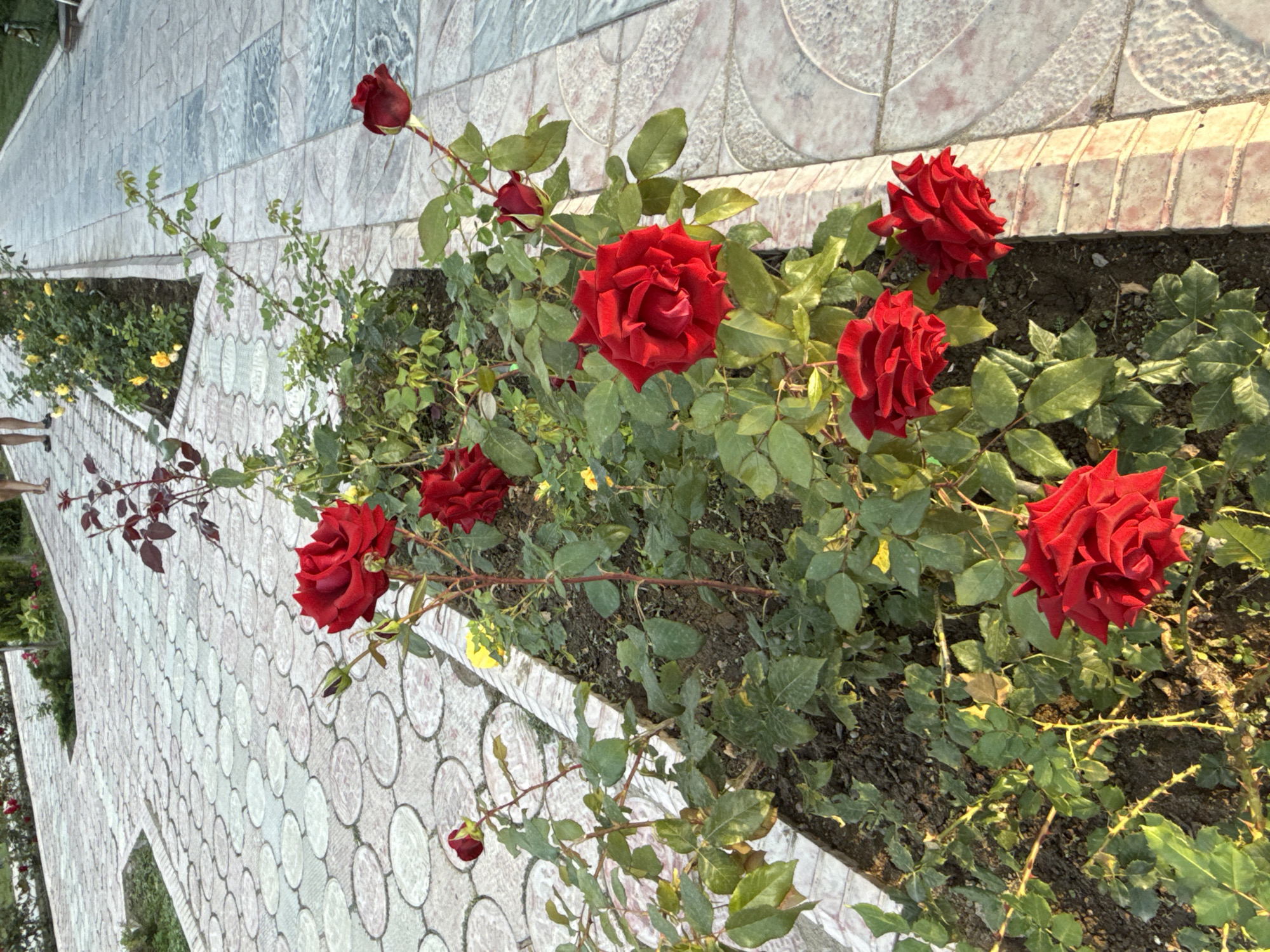 In Sary-Oy, Kyrgyzstan, a close-up perspective captures a vibrant flowerbed of red roses bordering a paved walkway. The roses, in various stages of bloom, are a deep crimson hue, with some fully open and others still tightly budded. Green foliage surrounds the flowers, with thorny stems visible amongst the leaves. The walkway is constructed of light-colored, circular paving stones arranged in a repeating pattern, with a textured, beige border separating it from the flowerbed. In the background, a second, narrower walkway with a different grey paving pattern stretches into the distance. Two individuals, their lower legs and feet visible, walk away from the camera on the circular-patterned walkway. The scene is bathed in warm, natural light, casting soft shadows.