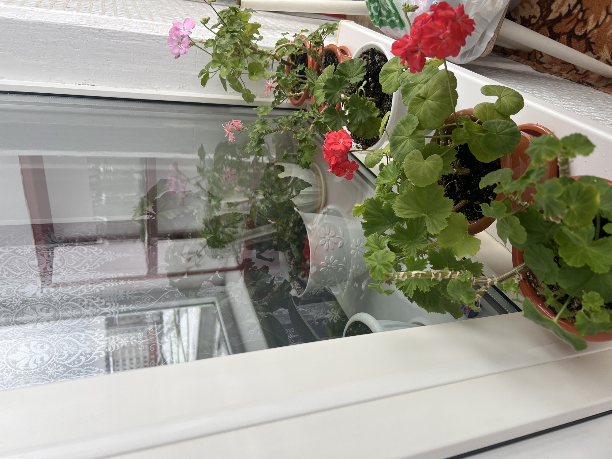 The image shows a windowsill in what is likely a residential building, based on the reflection in the window showing what appears to be curtains and another building. Several potted geranium plants are arranged along the sill, some with pink and red flowers. Some are in brown plastic pots and others in white plastic pots. The windowsill is white. Given the prompt's request to locate this scene in Chaikovsky, Russia, it is assumed this is a common domestic setting in the city. There are no people visible in the image.