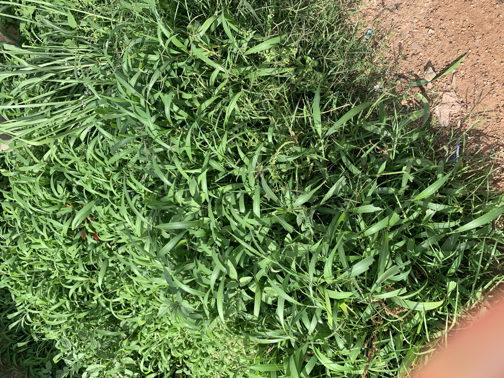 The image shows a dense patch of green grass and vegetation with a dirt path on the right side. The grass is a mixture of tall blades and finer, more delicate plants. Some small flowers or seed heads are visible within the foliage. The dirt path is composed of reddish-brown soil and small pebbles, with a few scattered pieces of litter, including a blue object, a white object, and some crumpled paper. The lighting suggests it is daytime, with sunlight casting shadows within the grass. The scene appears to be an outdoor, undeveloped area, possibly on the outskirts of a city.
