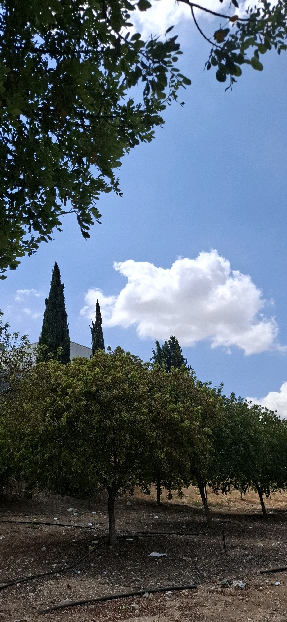 The image depicts a view of trees and the sky, with some man-made elements. In the foreground, the ground is covered in dirt, gravel, and scattered debris, including white paper, plastic bags, and black irrigation tubing. Several trees with green foliage are visible, some with visible trunks. In the background, two tall, slender cypress trees stand out against a bright blue sky with scattered white clouds. Above the cypress trees, more trees with dense green canopies are present, and a building with a light-colored facade is partially visible behind them. A large, fluffy white cloud is prominent in the sky. The overall impression is an outdoor scene, likely in a park or a landscaped area, with a mix of natural and artificial elements. The context of Kiryat Gat, Israel, suggests a warm, possibly dry climate given the vegetation and the nature of the ground cover. The presence of irrigation tubing indicates deliberate planting and maintenance.
