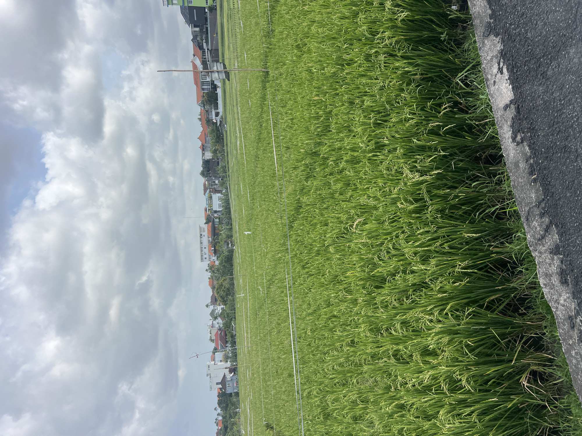 The image depicts a vibrant green rice paddy field stretching towards a distant row of buildings in North Kuta, Indonesia. The sky is filled with dramatic, overcast clouds, suggesting a potentially humid or rainy day. White horizontal lines, possibly representing a fence or irrigation system, are visible across the field. The foreground shows a rough, dark asphalt surface with a concrete curb and some sparse grass. The buildings in the background appear to be a mix of residential structures and possibly some commercial establishments, with various roof colors and architectural styles. A single wooden pole stands prominently in the rice field, possibly serving as a marker or support. The overall scene captures the essence of rural agricultural landscape adjacent to a developing urban area.