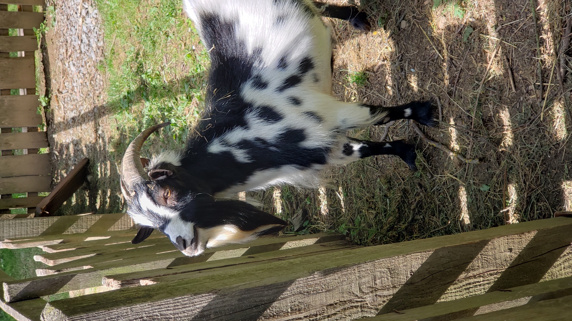 A black and white spotted goat stands in a grassy, dirt enclosure, leaning its head against a weathered wooden fence. The goat has large, curved horns and a distinctive beard. The enclosure appears to be outdoors, with sunlight casting shadows on the ground. The background shows a wooden fence and some sparse vegetation. The scene is located in Prešov, Slovakia.