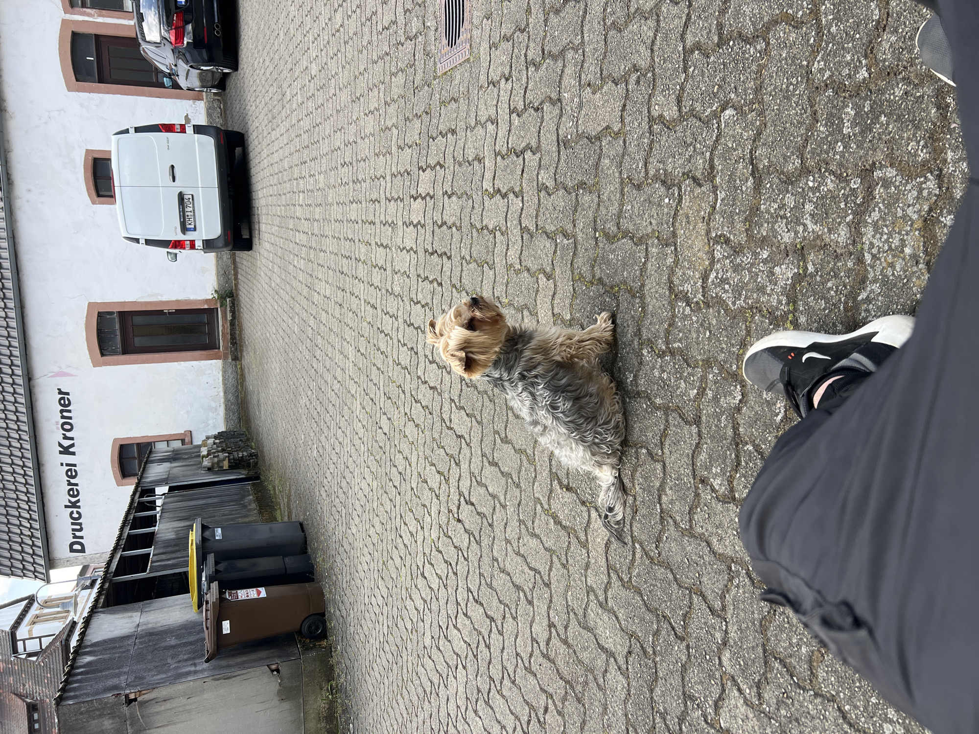 The image shows a street scene with a Yorkshire Terrier dog in the foreground, looking towards the top left of the frame. The dog has brown and grey fur. The ground is paved with interlocking grey stones. A person is visible to the right, wearing black and white sneakers and grey pants.
In the background, there is a building with the words "Druckerei Kroner" written on it. Adjacent to the building are several trash bins and a white van with a visible license plate "KH L 1704." Another car is parked behind the van. The location is Unknown, Unknown.