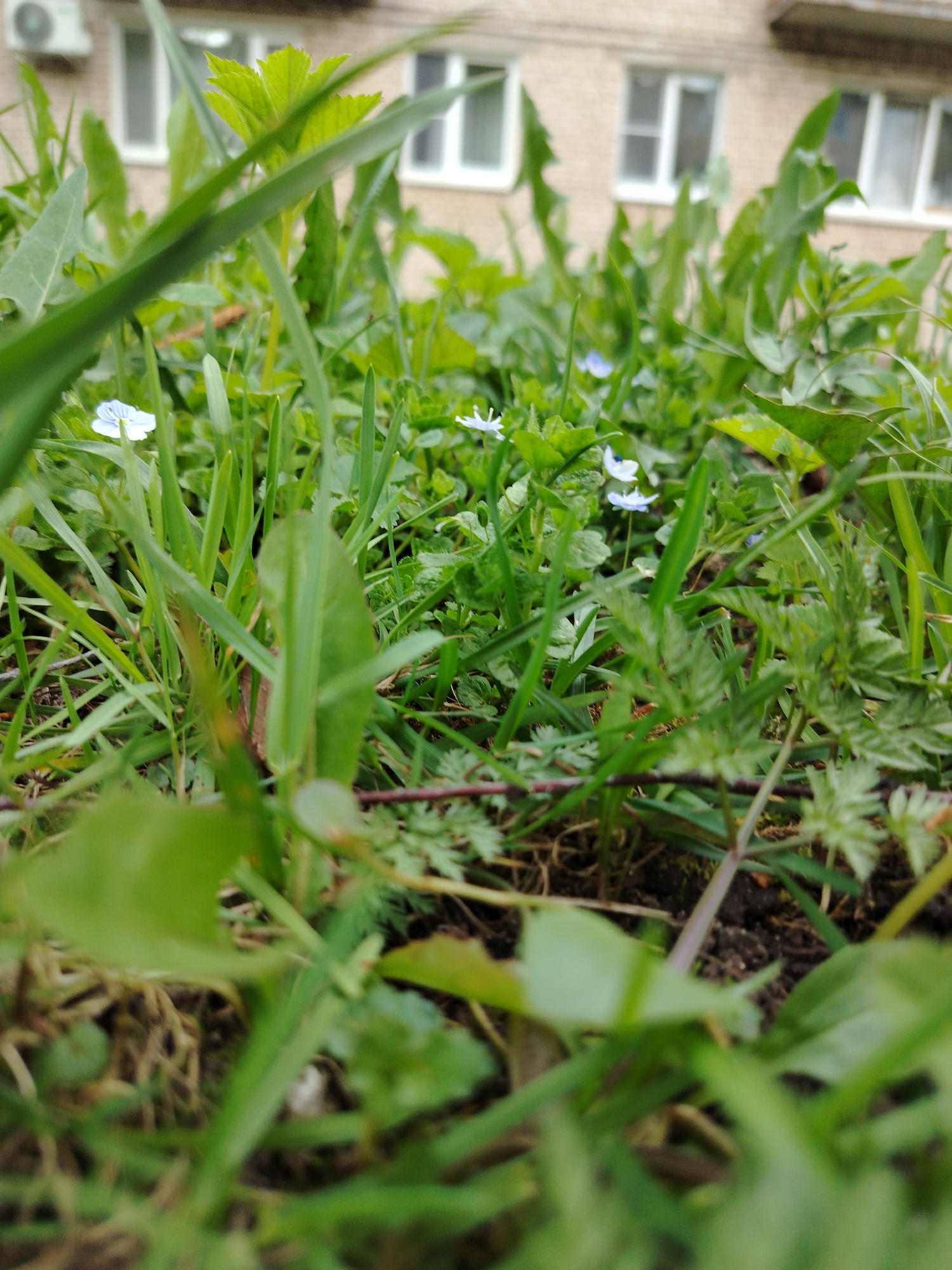 The image shows a close-up view of grass and small blue flowers growing in the ground. In the background, a building with white-framed windows and an air conditioning unit is visible. The location appears to be an urban or suburban area, judging by the presence of the building and well-maintained ground. There are no people visible in the image.
