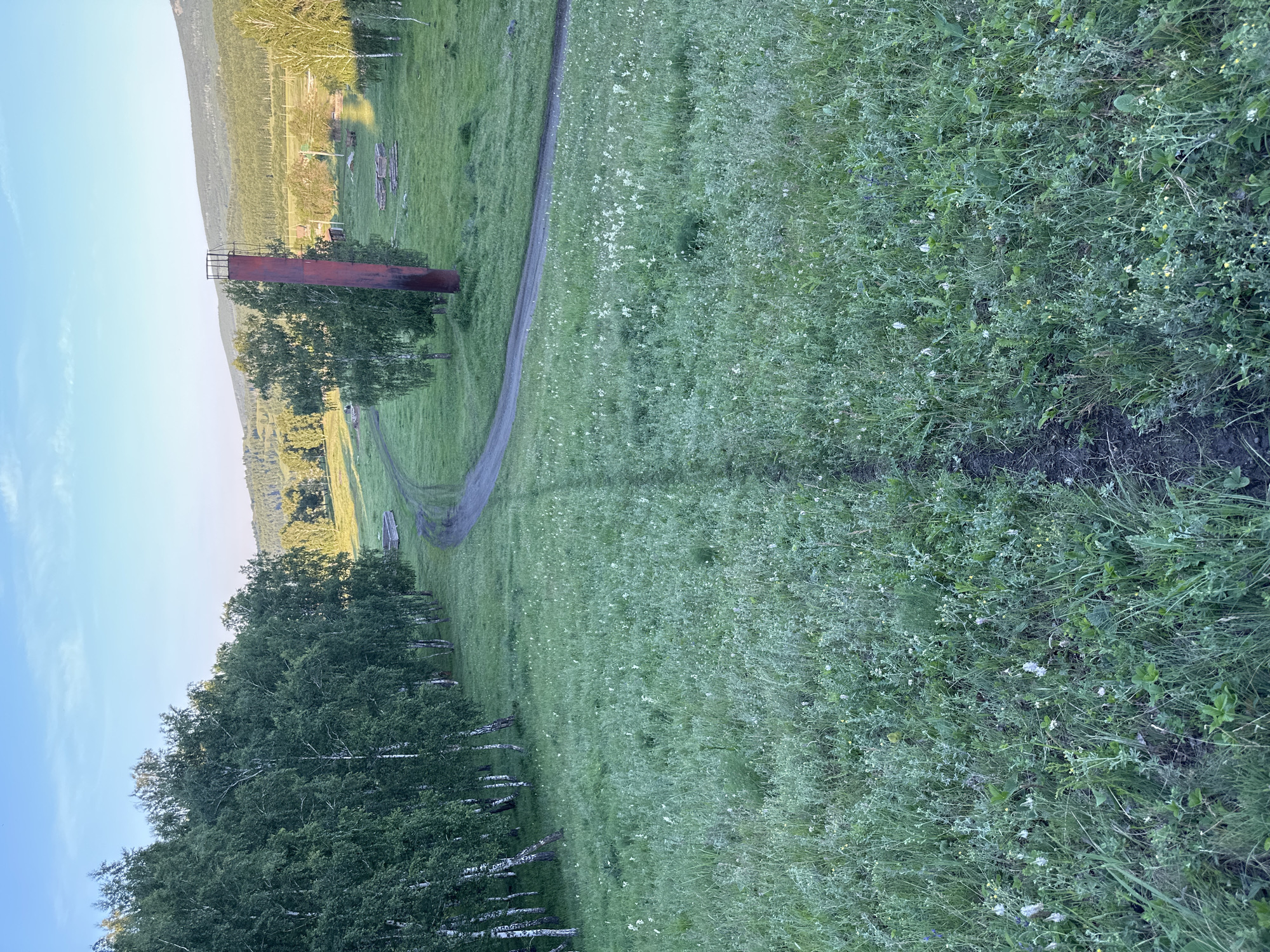 This is an outdoor, eye-level, full shot of a vast, grassy field with a dirt road winding through it. In the foreground, the grass is tall and interspersed with small white flowers, creating a slightly untamed appearance. A narrow, dark path is visible leading directly from the bottom center of the frame upwards into the field. To the left, a dense row of birch trees with white bark and green foliage lines the edge of the field, extending into the middle ground.
Further into the middle ground, the dirt road curves to the right. Beside the road, a tall, slender, rusty red metal tower stands vertically. This tower appears to be an industrial or water structure. Beyond the tower, the landscape opens up to rolling hills covered in a mix of trees and open grassy areas. Some scattered wooden structures, possibly lumber, are visible to the right of the tower. The background consists of a distant, tree-covered mountain range under a pale blue sky with wispy white clouds. The overall impression is a rural or semi-rural landscape, likely captured during daylight hours, possibly early morning or late afternoon, given the soft lighting. There are no people or animals visible in the image.