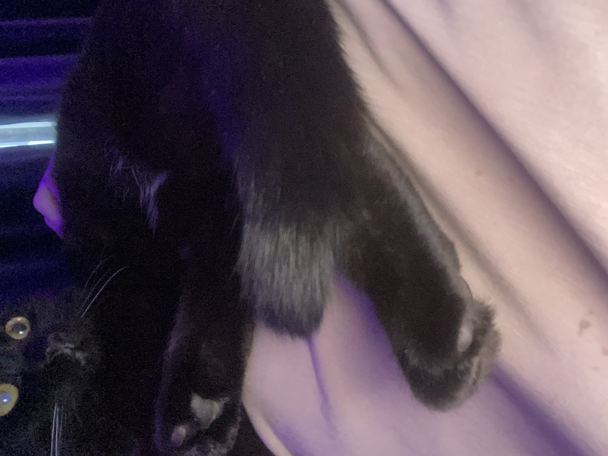 A close-up shot features a black cat's head and paw resting on a light purple surface, possibly a blanket or sheet. The cat's face is partially visible with its nose and whiskers. The environment is dimly lit. There is no indication of Izhevsk, Russia.