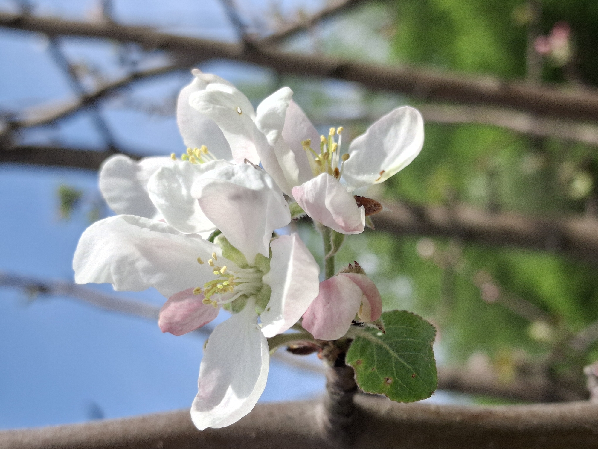 Close-up of white and pink apple blossoms on a branch with one green leaf against a blue sky backdrop. The location appears to be an orchard or garden, possibly in Chaikovsky, Russia. The foreground highlights the blossoms, emphasizing their color and texture. The background offers soft contrast with the natural sky and hints of other tree branches.