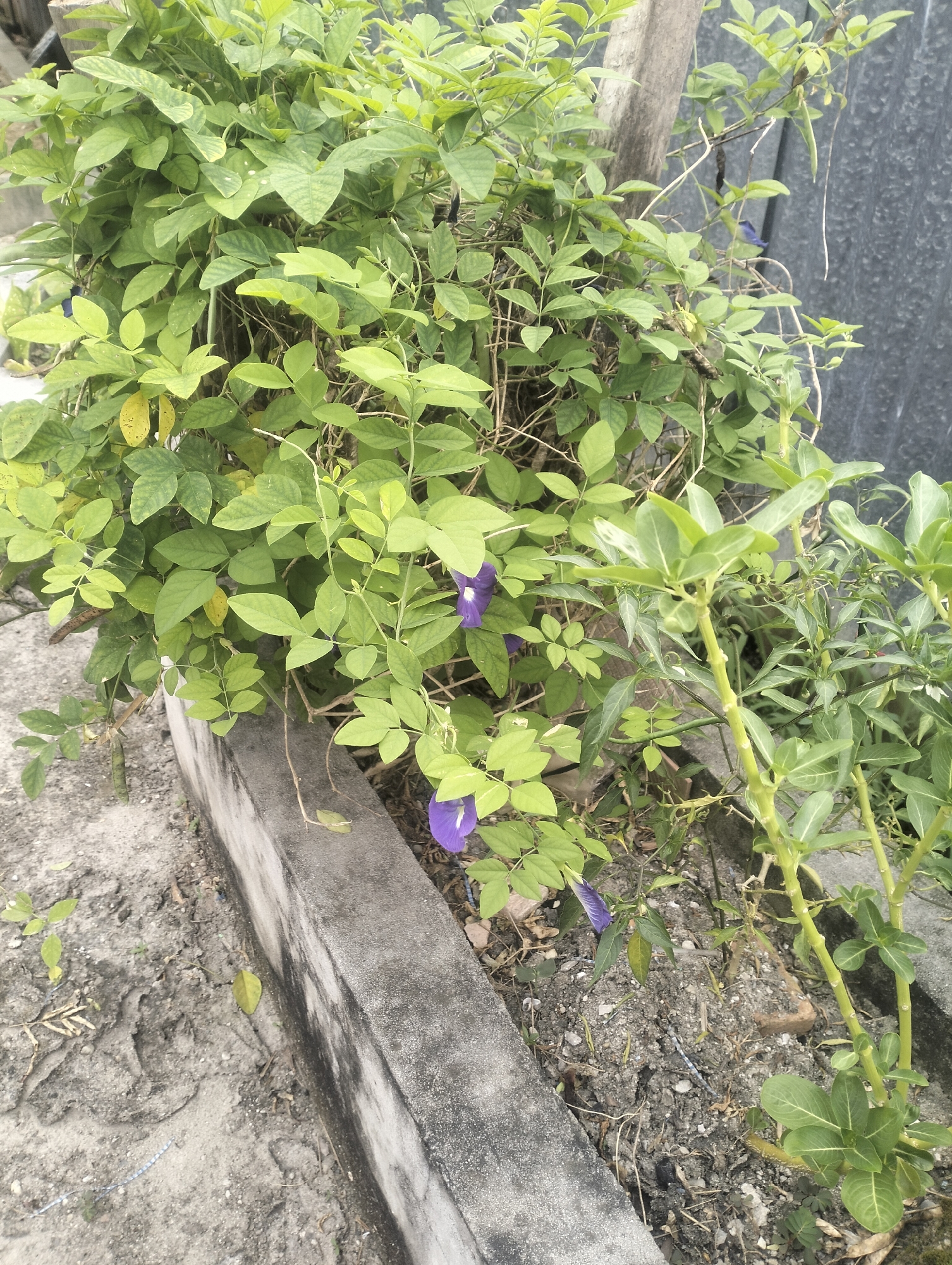 A low-angle, medium shot captures a dense, leafy green plant with sparse purple flowers in a planter box. The planter is made of concrete and is partially filled with dirt. The plant's vines twist and turn, with some leaves displaying yellowing. In the background, a gray, corrugated metal structure is visible, along with a rough-textured wooden post. The ground surrounding the planter is composed of loose dirt and gravel, with some small pebbles and dried plant matter scattered about. The overall scene suggests an outdoor environment, possibly a garden or yard, in Dumai City, Indonesia. There are no people present, and no actions or interactions are depicted.