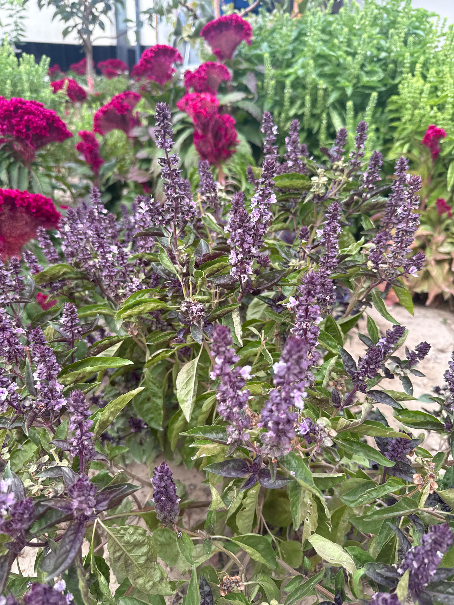 The image shows a close-up of a flowering basil plant with purple blossoms and green and purple leaves. In the background, out of focus, are bright pink celosia flowers and green foliage. The setting appears to be an outdoor garden or a park. There are no people visible in the image. The image does not provide information to determine the location in the city of Karavantepa, Uzbekistan.