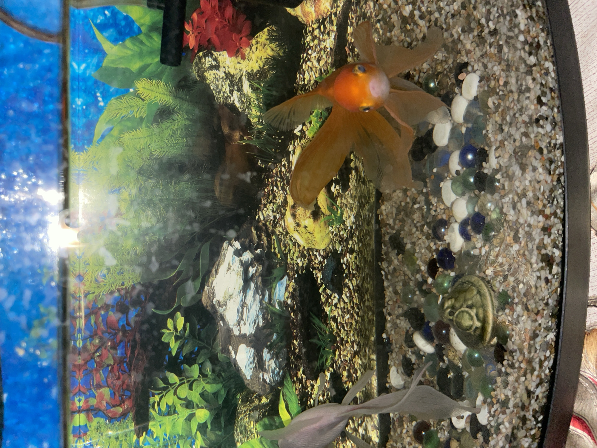 A close-up, eye-level shot focuses on an aquarium's interior. The gravel substrate is a mix of small, multi-colored pebbles, with a smattering of larger, smooth glass marbles in various colors, including blue, green, and white. A light grey fish, partially obscured, swims in the lower left quadrant, its tail fin fanned out. To the right, a vibrant orange goldfish faces the camera, its fins spread wide. Its face is a bright orange, with dark eyes and a white snout. Behind the fish, the aquarium is decorated with artificial plants in shades of green, red, and blue, along with several large, textured rocks. A small, ornamental ceramic turtle-shaped object rests on the gravel in the lower center of the image. The background features a bright blue aquarium backing with subtle, light-colored speckles. The lighting in the aquarium appears to be artificial, casting reflections on the glass. The scene is static, depicting the fish and its environment. The specific location of the city is Unknown, Unknown.