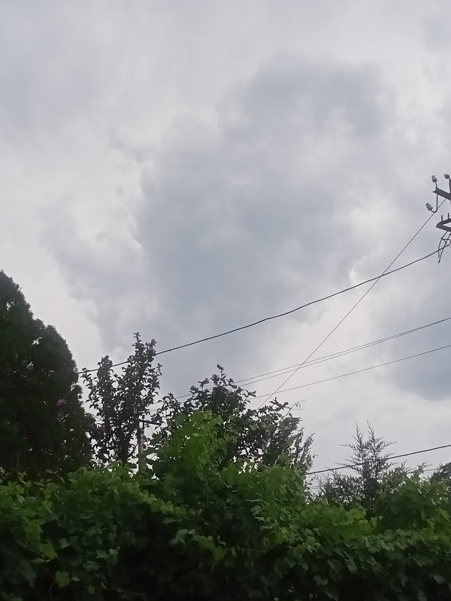 The image depicts an overcast sky with dark clouds, suggesting the possibility of rain. In the foreground, lush green foliage forms a dense barrier, with some branches of a flowering bush, possibly hibiscus, bearing small purple flowers visible amongst the leaves. To the left, a dark green coniferous tree stands tall. Overhead, power lines crisscross the frame, supported by a utility pole with insulators visible on the right side of the image. The scene appears to be set in a suburban or semi-rural area, consistent with the location of Sokuluk, Kyrgyzstan. There are no people or animals visible in the image.