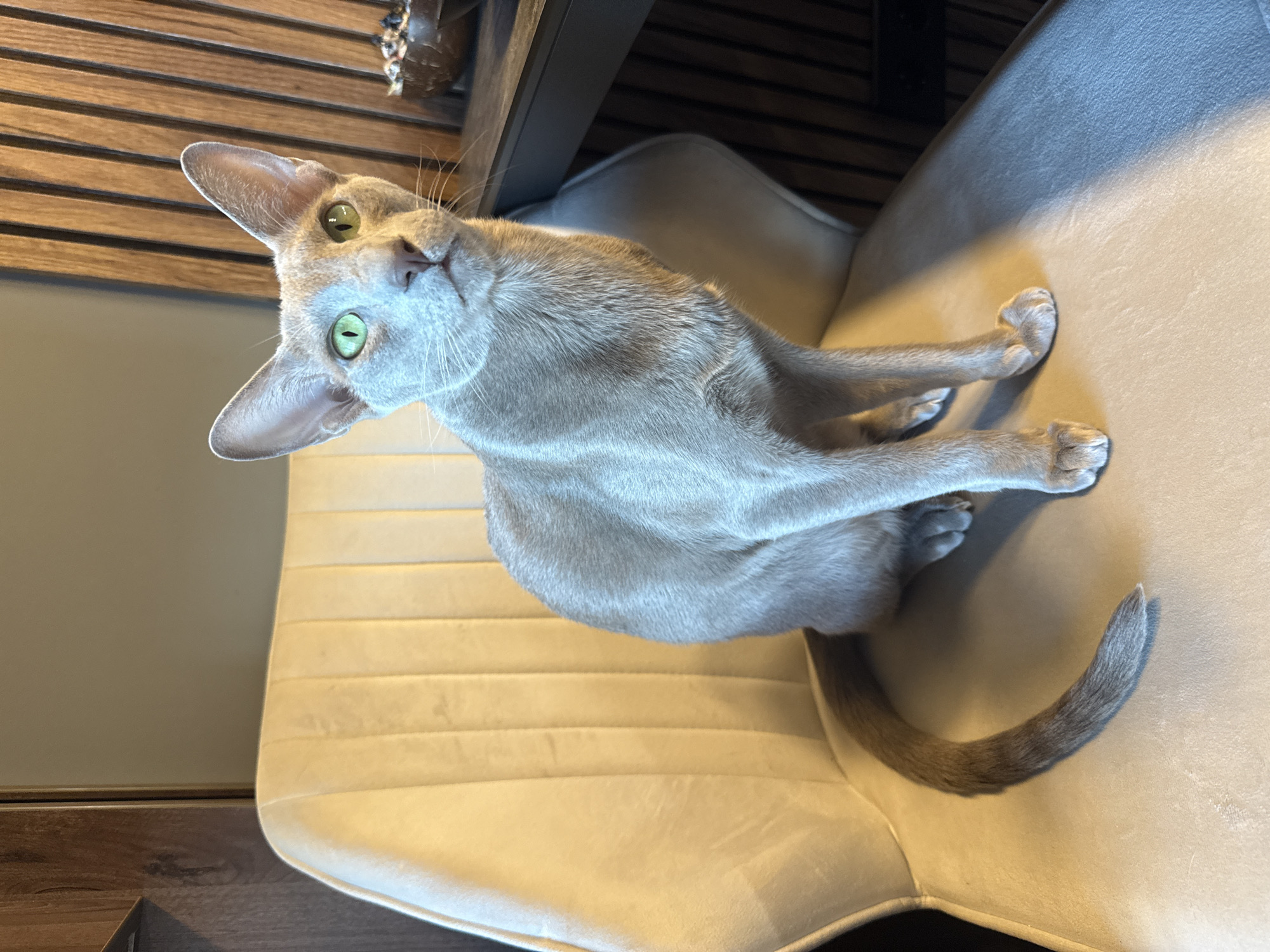 The image features a sleek, short-haired cat with striking emerald green eyes and large, pointed ears. The cat's fur is a uniform light grey or blue-grey color, and it has a small pinkish nose. It is seated upright on a cream or light beige upholstered chair, which has distinctive horizontal ribbing on its backrest. The cat's body is positioned with its front paws tucked in and its long, slender tail curving across the chair's surface. Its head is tilted sharply upwards and to its left (viewer's left), fixing its gaze directly at the camera with an alert and curious expression.
The setting is an indoor room. Behind the cat and chair, a wooden slatted panel or furniture piece is visible, providing a warm, textured background. A plain, light-colored wall can be seen to the left, and a dark element, possibly the underside of a desk or table, is above the chair. The lighting appears to be strong, likely from an artificial source positioned above and to the right, casting defined shadows on the chair and highlighting the cat's fur. No visible text is present in the image.