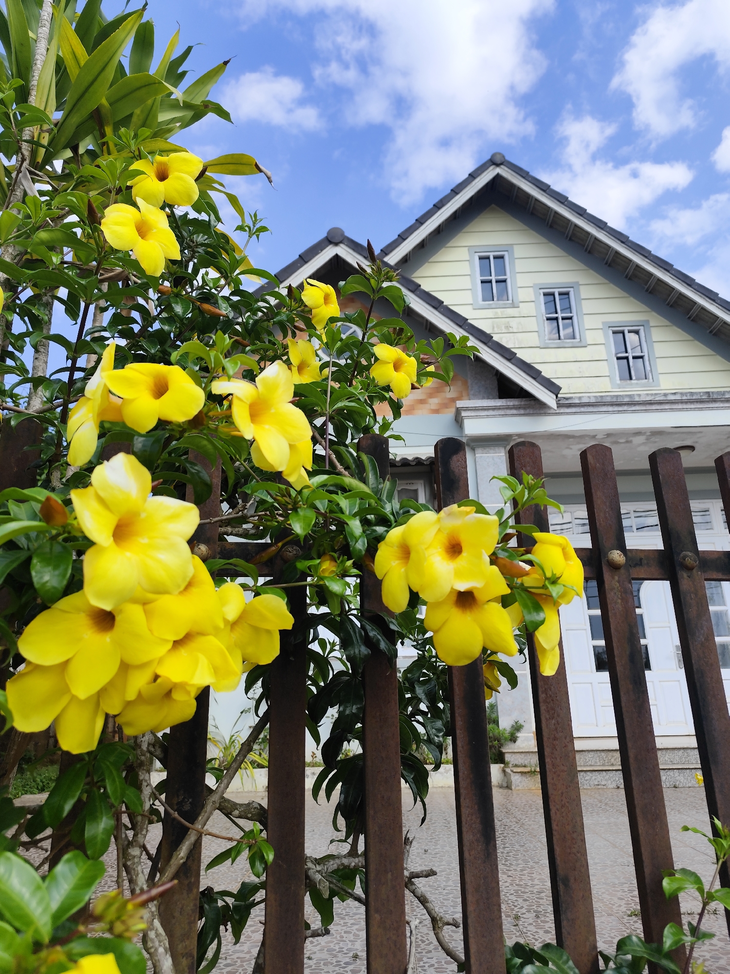 The scene presents a medium shot of a vibrant display of yellow Allamanda flowers cascading over a rusted metal fence. In the background, a two-story house with light yellow siding and dark gray roofing is visible, complete with symmetrically placed windows. The house design has some distinct architectural elements such as roof peak and multiple windows. The sky is a bright blue with scattered white clouds. The location is Tuý Sơn, Vietnam. The fence, the flowers, and the house form a layered perspective, highlighting the natural beauty intertwined with the domestic architecture of the locale.