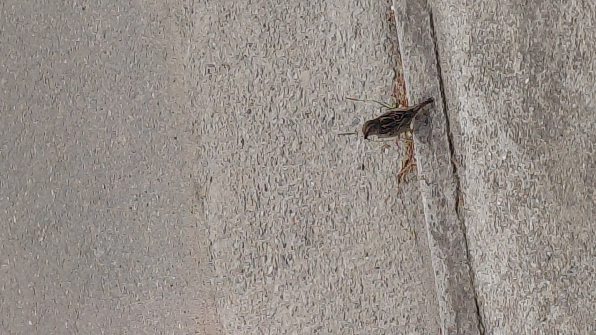 A small bird perches on a concrete surface with a ridge on the right side of the frame. There are sparse patches of vegetation near the bird. The location is Unknown, Unknown.