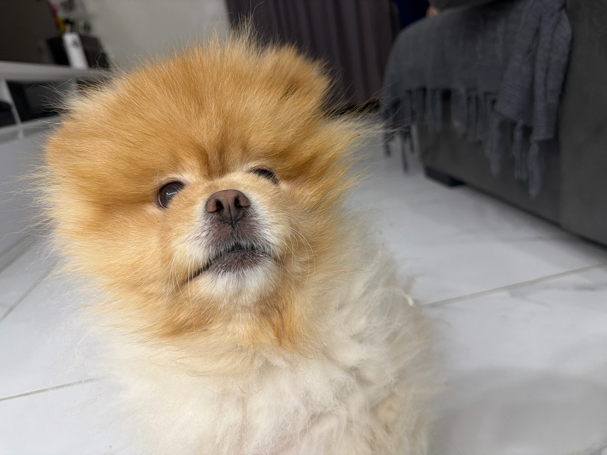 A close-up, eye-level, indoor shot features a Pomeranian dog with light orange and white fur. The dog is positioned in the center of the frame, facing slightly to the left. Its eyes are open, and its mouth is slightly agape, revealing a hint of its tongue and teeth. The dog's fur is fluffy and appears somewhat windswept, particularly around its head. The background is blurred, showing a light-colored tiled floor, a dark sofa with a gray blanket draped over it, and indistinct objects on shelves in the distance. The lighting is soft, creating gentle shadows. The image does not provide any specific geographical markers to determine its location in Tbilisi, Georgia.