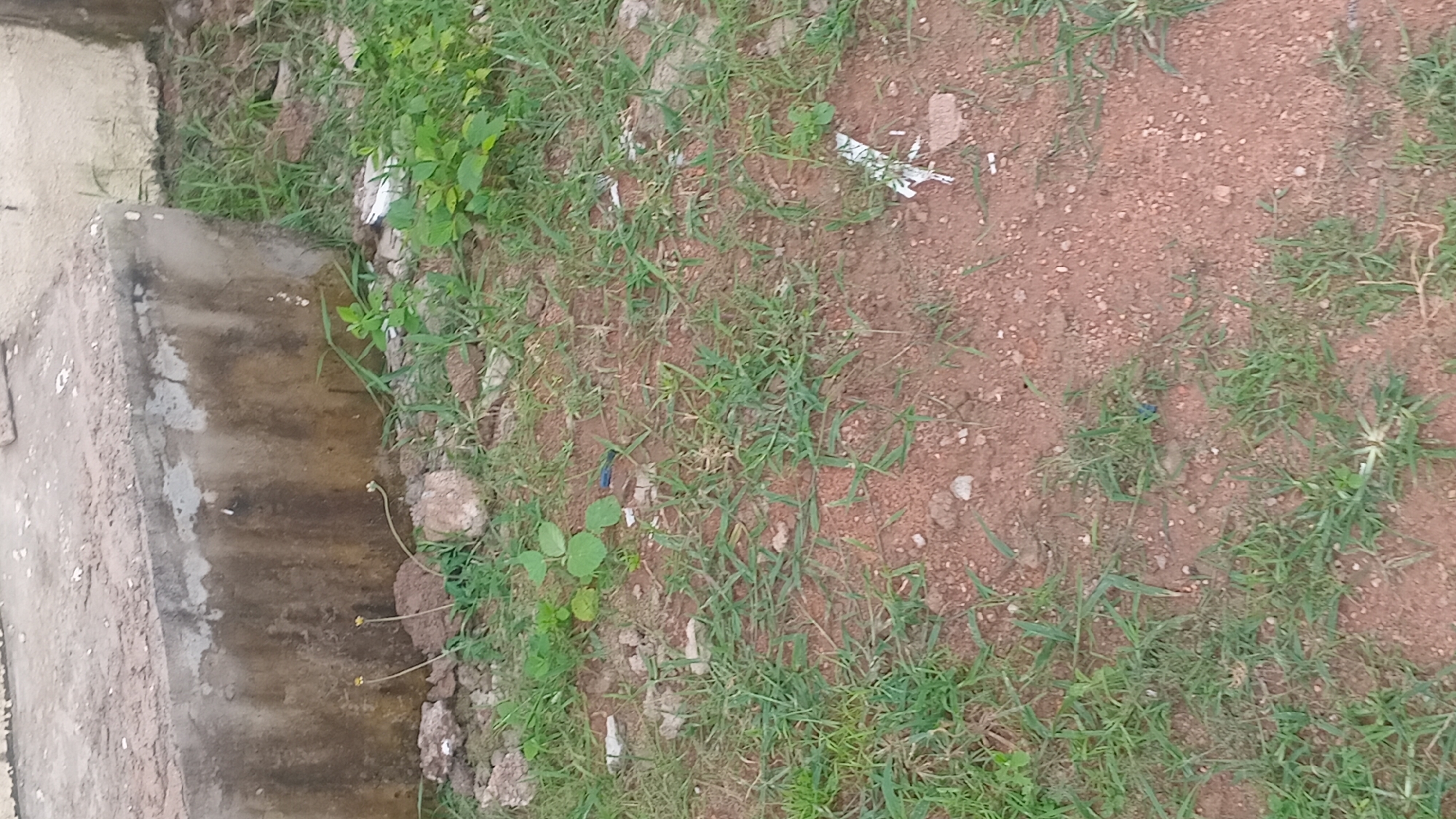The image depicts an outdoor scene, likely in Jalingo, Nigeria. The foreground is dominated by dry, reddish-brown soil interspersed with patches of green grass and small plants. A concrete structure, possibly a gutter or a low wall, runs along the left side of the frame. This structure appears weathered and stained. Several pieces of white paper or plastic are scattered on the ground among the grass and soil. A single blue object, possibly a pen or a piece of debris, is visible on the ground. The overall impression is one of an unkempt, natural area with some man-made elements. There is no visible text in the image. The lighting suggests it is daytime, with no strong indications of the specific time or weather conditions.