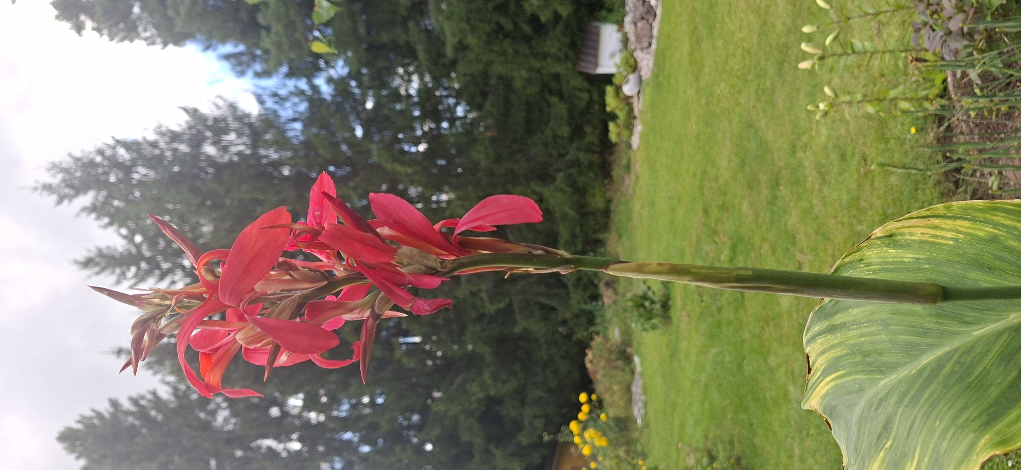 A tall, vibrant red Canna lily in bloom is the central focus of this vertical outdoor photograph, positioned in the foreground on the left. The flower stalk is thick and green, leading up to a cluster of bright red petals that unfurl outwards. A large, variegated green and yellow leaf of the Canna lily extends from the bottom left of the frame, its veins clearly visible.
The background depicts a lush, green lawn that slopes gently away from the flower. In the middle ground, a small, white, shed-like structure with a dark roof is visible on the right side of the lawn, next to a rock garden. Behind the lawn, a dense line of dark green coniferous trees creates a natural backdrop, with patches of blue sky and white clouds visible through their branches. To the far left, a cluster of bright yellow flowers adds a touch of contrast to the scene. The lighting suggests it is daytime, possibly a slightly overcast day given the soft light. The image appears to have been taken in a garden setting, likely in Järvenpää, Finland, given the vegetation and architectural style of the small structure. No people are present in the frame.