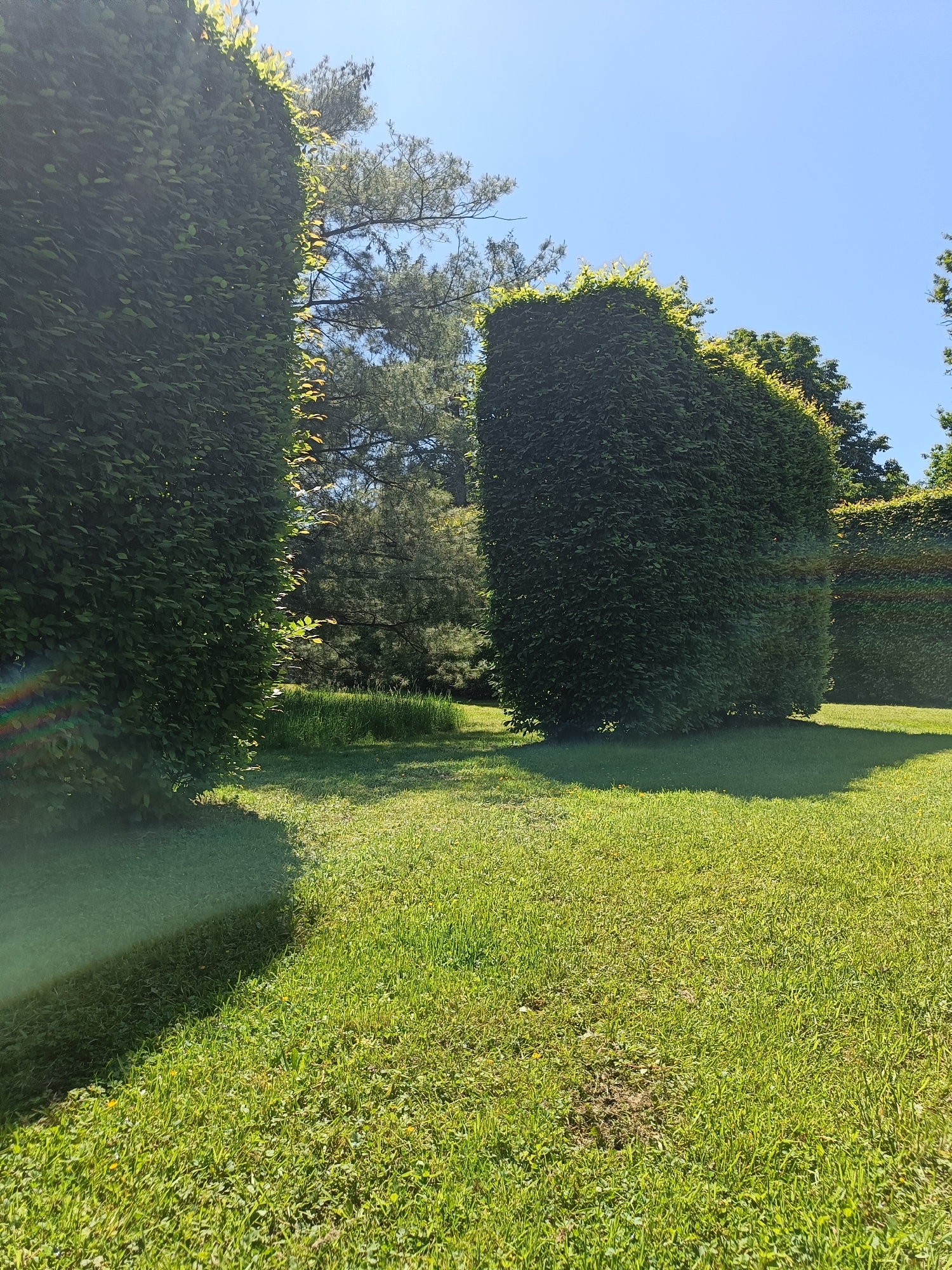 The image captures a section of a well-maintained garden in Unknown, Unknown. The dominant features are tall, neatly trimmed hedges that stand on a lush green lawn. The hedges appear to be thick and dense, forming a visual barrier. Sunlight filters through the trees in the background, creating dappled patterns of light and shadow on the lawn and the sides of the hedges. The sky is a clear, bright blue. The environment suggests a tranquil and manicured outdoor space, possibly part of a park, botanical garden, or private estate. There are no people or immediate objects other than the vegetation.
