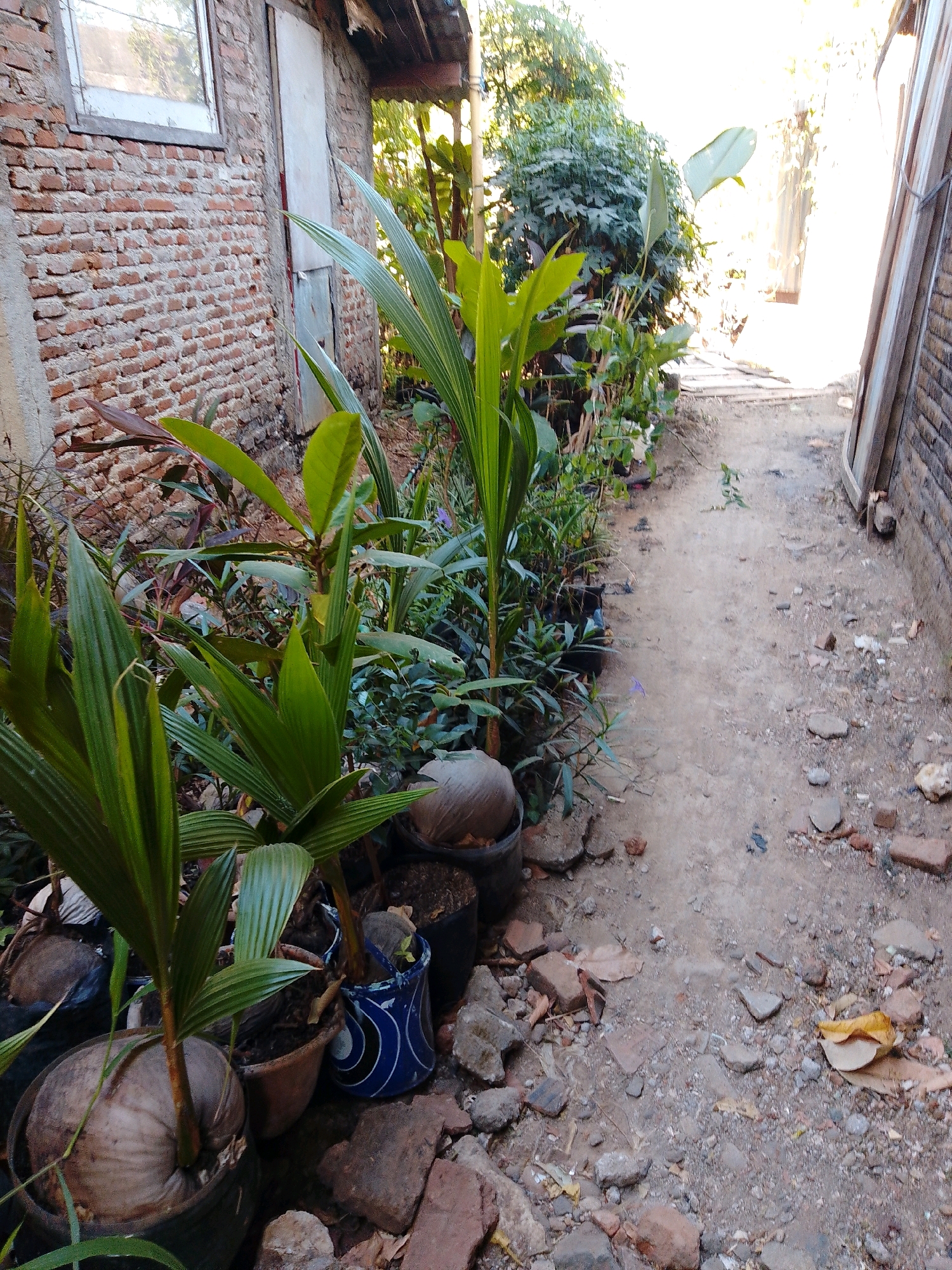 This image depicts a narrow, unpaved alleyway between two buildings in Cikal, Indonesia. The left side of the alley features a weathered brick wall with a white-framed window. The ground is composed of dirt and scattered debris, including bricks, stones, and dried leaves.
Several potted plants are situated along the left side of the alley. In the foreground, two coconut saplings are visible, one in a black pot with the coconut still attached to the base of the plant. Another sapling is in a terracotta pot. A blue and white patterned pot holds a smaller plant, and behind it, a larger pot contains another plant. Lush green foliage and darker-leaved plants are clustered together.
The right side of the alley is bordered by a wooden structure with vertical planks. The alley extends into the background, where it opens into a brightly lit area, suggesting an exit or a more open space. The overall scene conveys a sense of an outdoor, utilitarian area, possibly a backyard or side passage, with elements of both construction and natural growth. No people are visible in the image.