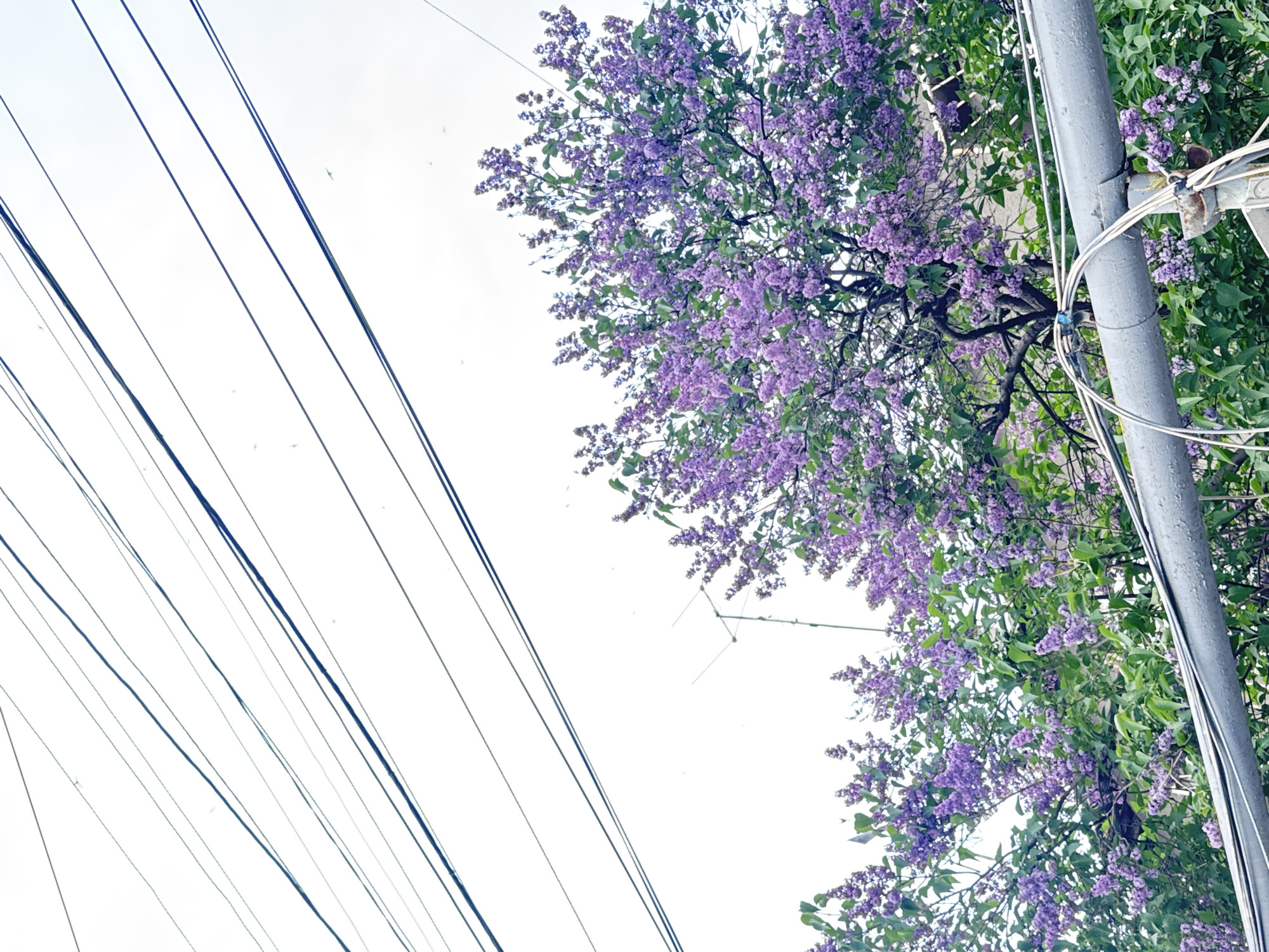 The image depicts a view looking up at a utility pole and power lines against a bright sky. To the right of the pole, a lilac tree is in full bloom with purple flowers and green leaves. The image appears to be taken in an urban setting. Although the location is claimed to be Yerevan, Armenia, there is no feature or evidence to confirm it.