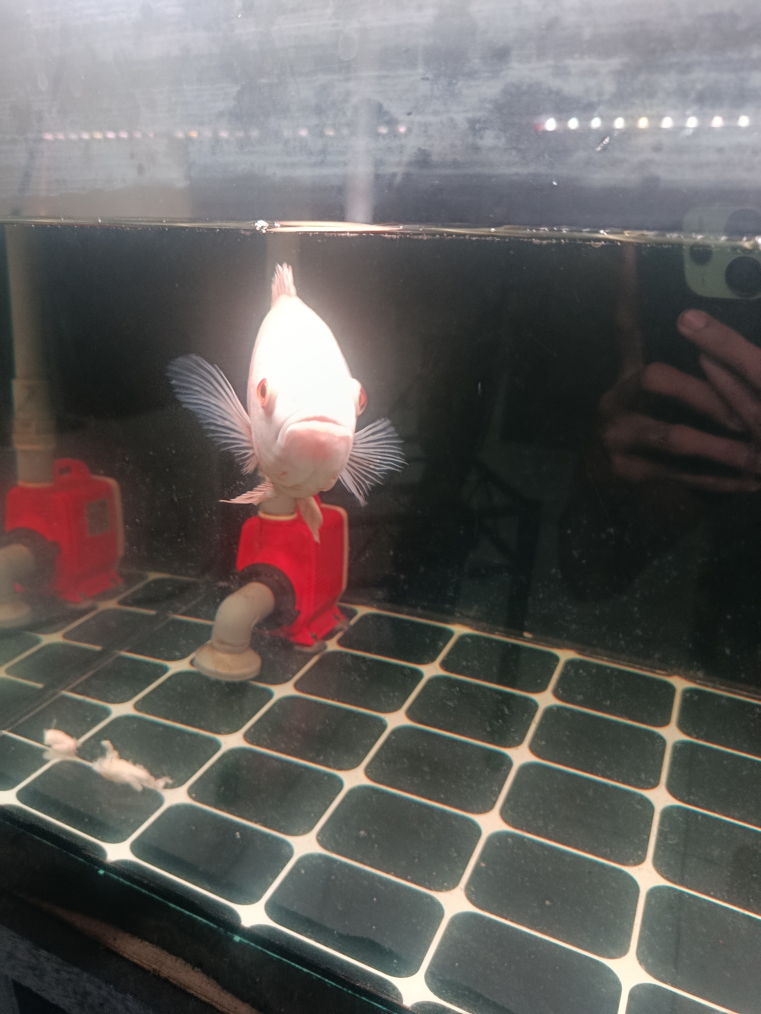 A white fish with orange eyes swims in a dark aquarium. The fish is wearing a red outfit that resembles a shirt or harness. The aquarium has a tiled bottom and two red pumps on either side. There is a reflection of a hand and camera in the glass of the aquarium. The location of this image is not determinable from the visual information provided.