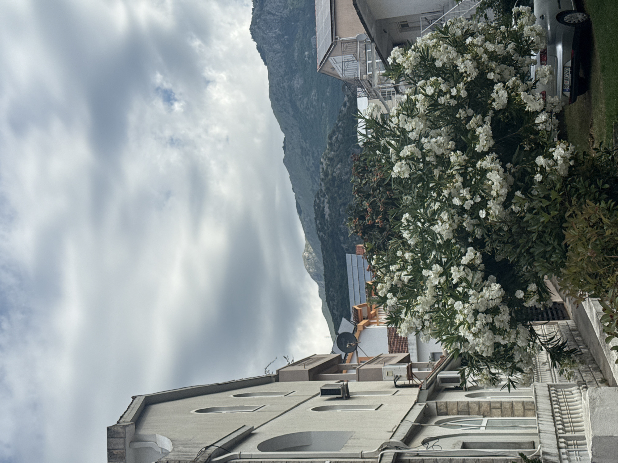 A scenic daytime view captures a street scene in Budva, Montenegro, characterized by lush Mediterranean flora and a dramatic mountainous backdrop under an overcast sky.
In the foreground and midground, a prominent, large bush heavily laden with clusters of white blossoms, consistent with an Oleander plant, dominates the right side of the frame. Its vibrant green foliage provides a strong contrast against the surrounding elements. Behind this flowering bush, the rear section of a silver sedan is partially visible, parked on a paved or grassy area. The car's license plate, "BD AK 240," is clearly legible, featuring a blue strip on the left side, indicating its origin.
To the left of the flowering bush, and extending towards the foreground, are parts of residential buildings. These structures feature light-colored facades, possibly white or cream, with arched windows and balconies. Architectural details like stone accents and railings are discernible. Air conditioning units are mounted on some exterior walls.
The background is dominated by an imposing and rugged mountain range, stretching across the middle and left portions of the image. The mountain appears steep and rocky, with dark, verdant vegetation clinging to its lower slopes, contrasting with the lighter, bare rock faces higher up. Above the mountain and buildings, the sky is largely overcast, filled with soft, diffused white and grey clouds, suggesting a cloudy day, though some patches of clearer blue sky are visible between the clouds. The light is soft and even, typical of an overcast daytime.
The overall impression is one of a peaceful, built-up area nestled against a formidable natural landscape, characteristic of coastal Mediterranean or Balkan towns.
